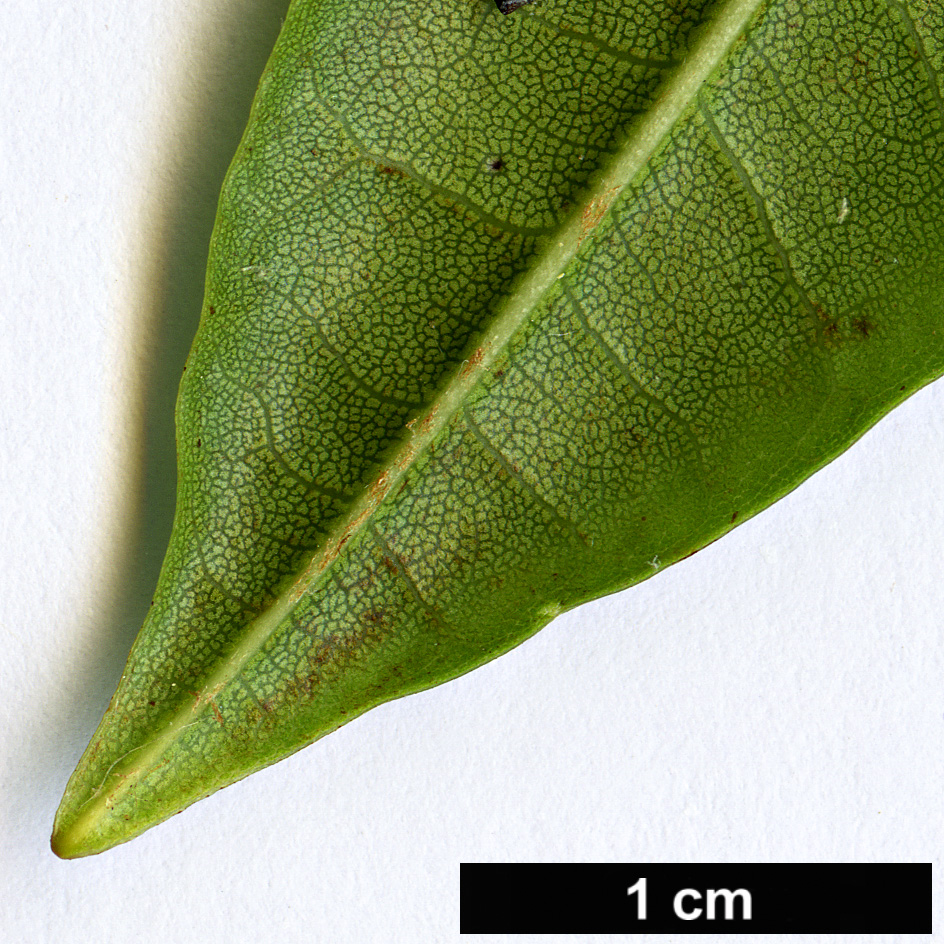 High resolution image: Family: Ericaceae - Genus: Rhododendron - Taxon: papillatum