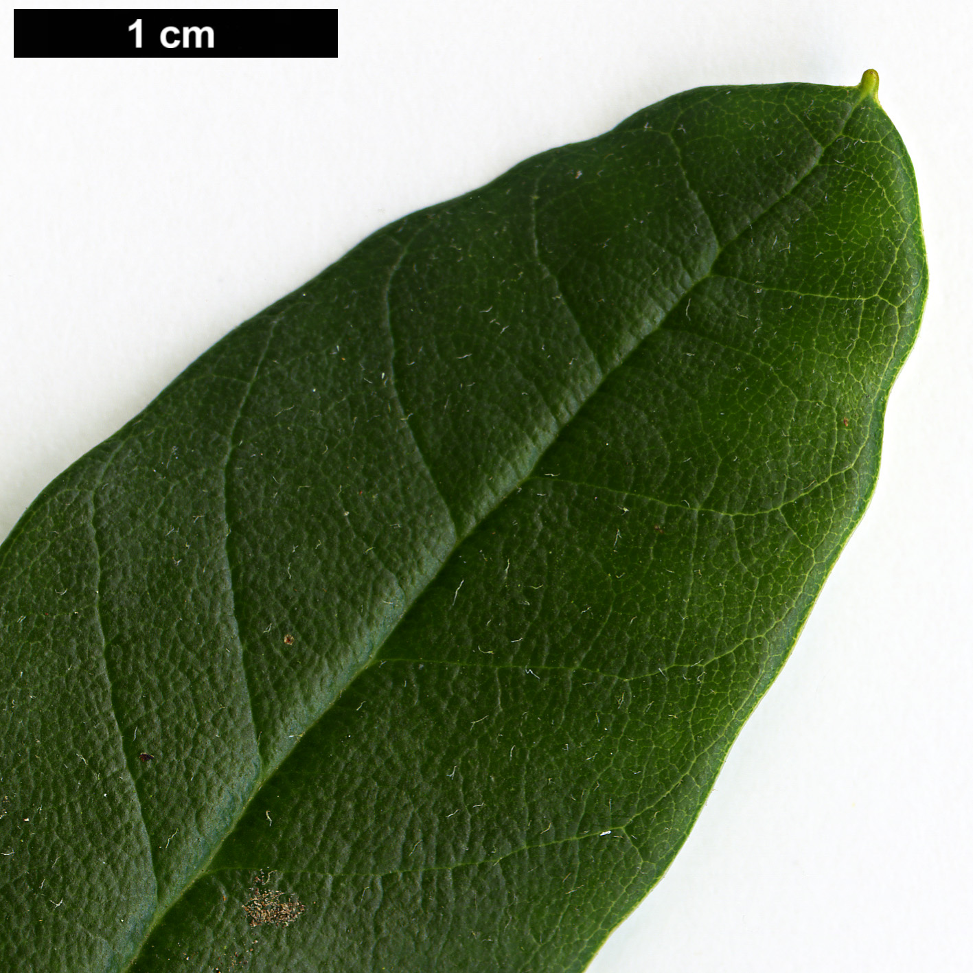 High resolution image: Family: Ericaceae - Genus: Rhododendron - Taxon: parmulatum - SpeciesSub: 'Ochelot'