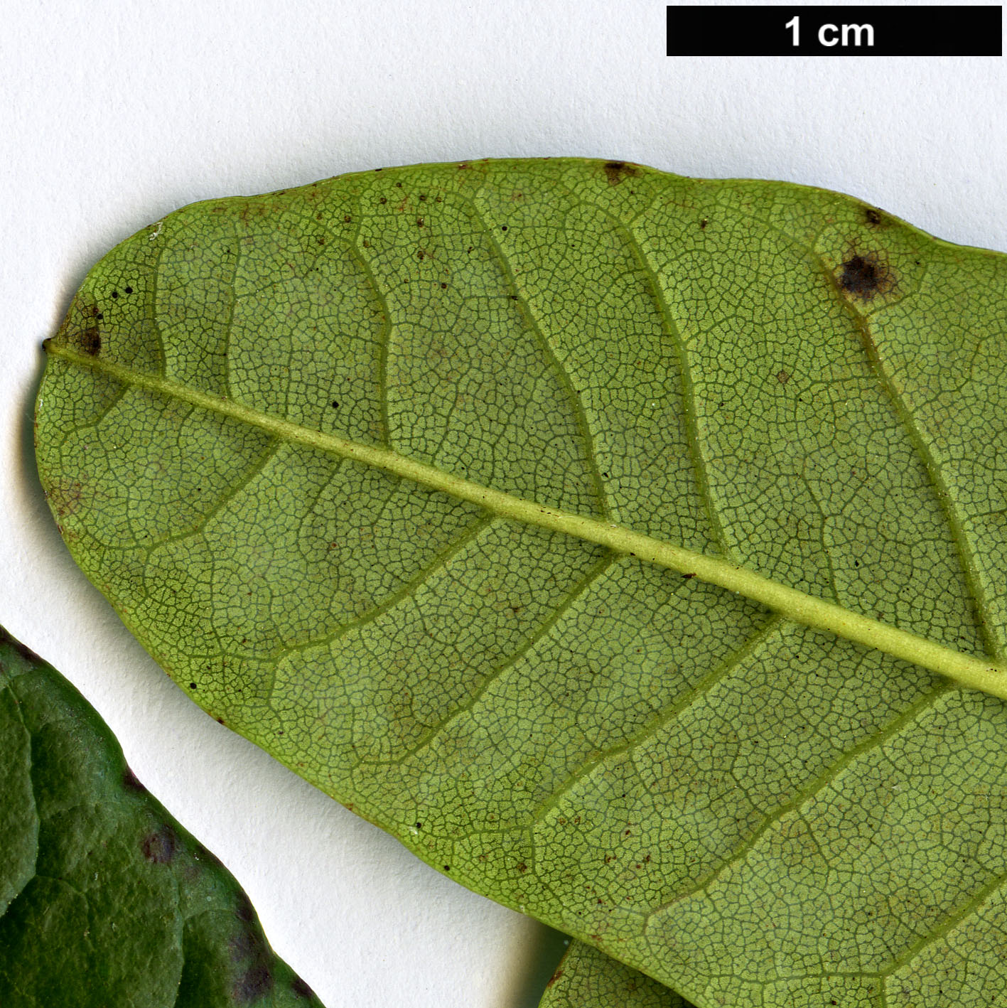 High resolution image: Family: Ericaceae - Genus: Rhododendron - Taxon: parmulatum