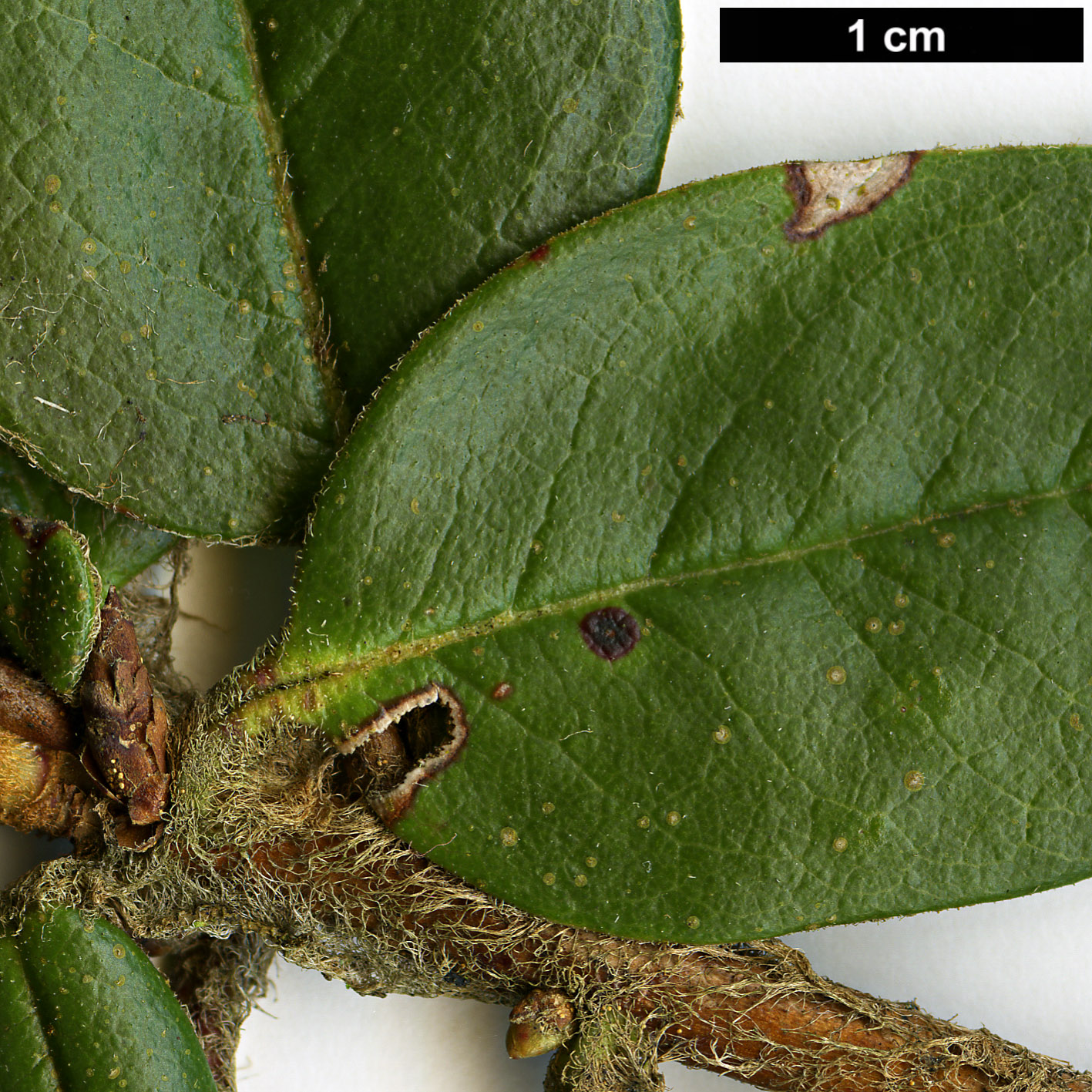 High resolution image: Family: Ericaceae - Genus: Rhododendron - Taxon: pendulum