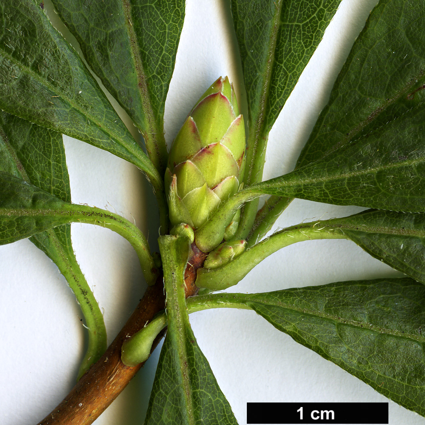 High resolution image: Family: Ericaceae - Genus: Rhododendron - Taxon: periclymenoides