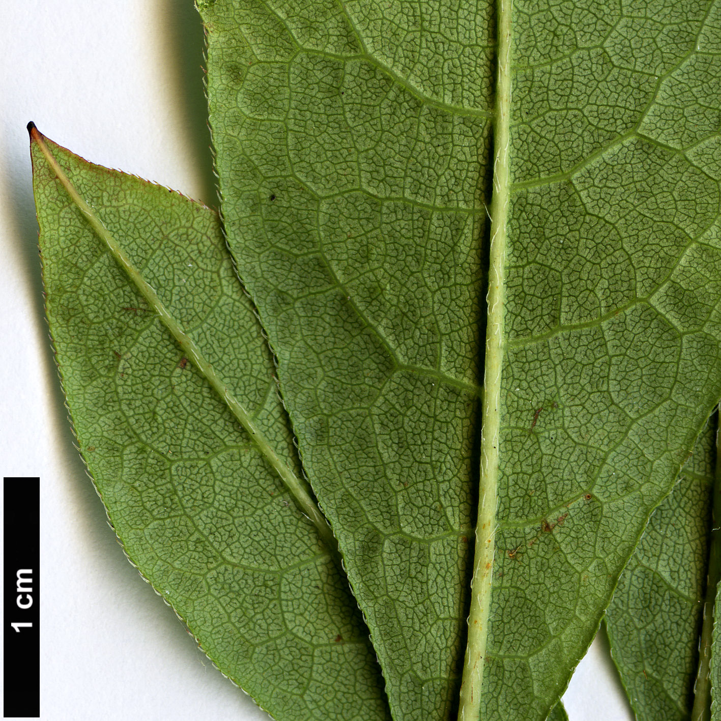 High resolution image: Family: Ericaceae - Genus: Rhododendron - Taxon: periclymenoides