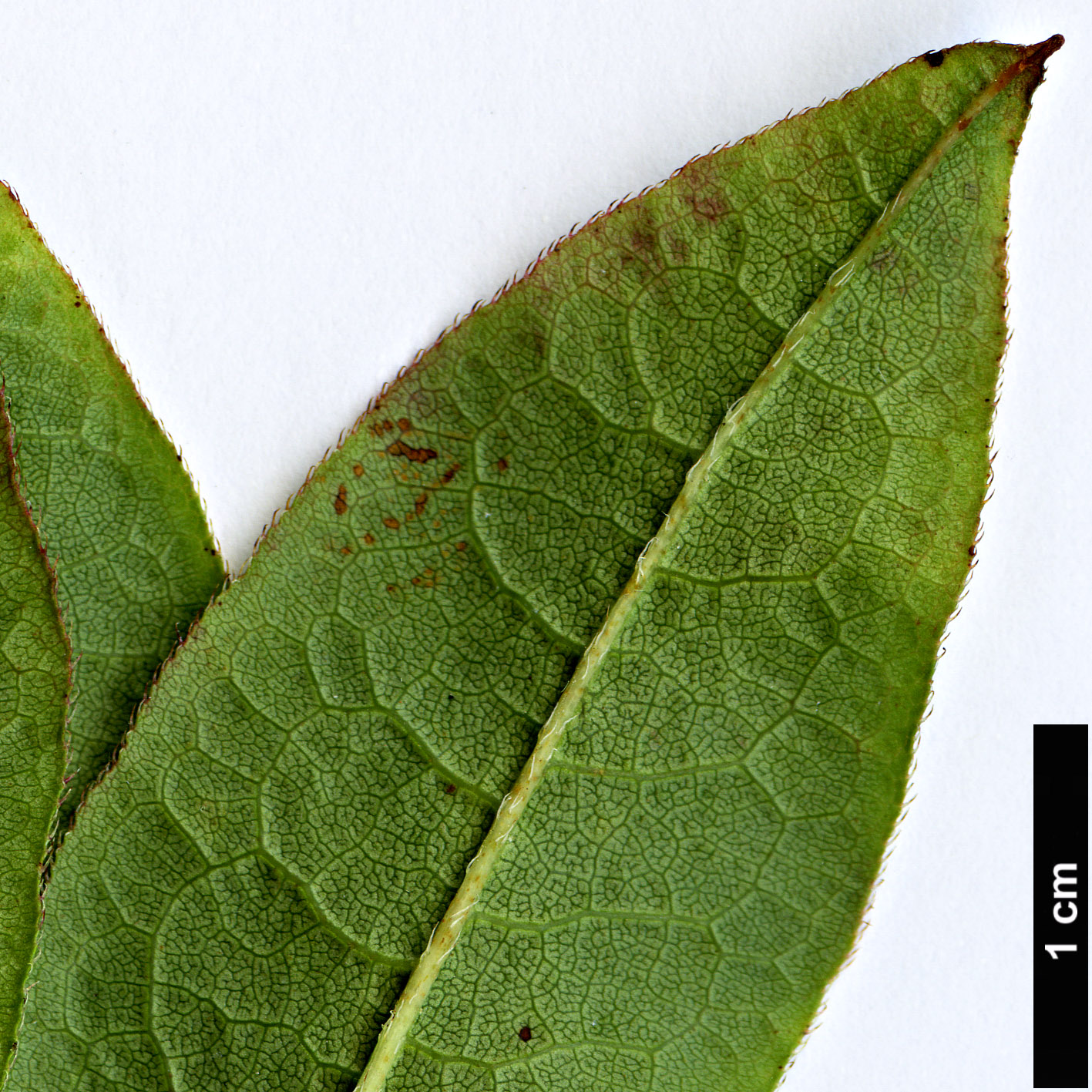 High resolution image: Family: Ericaceae - Genus: Rhododendron - Taxon: periclymenoides