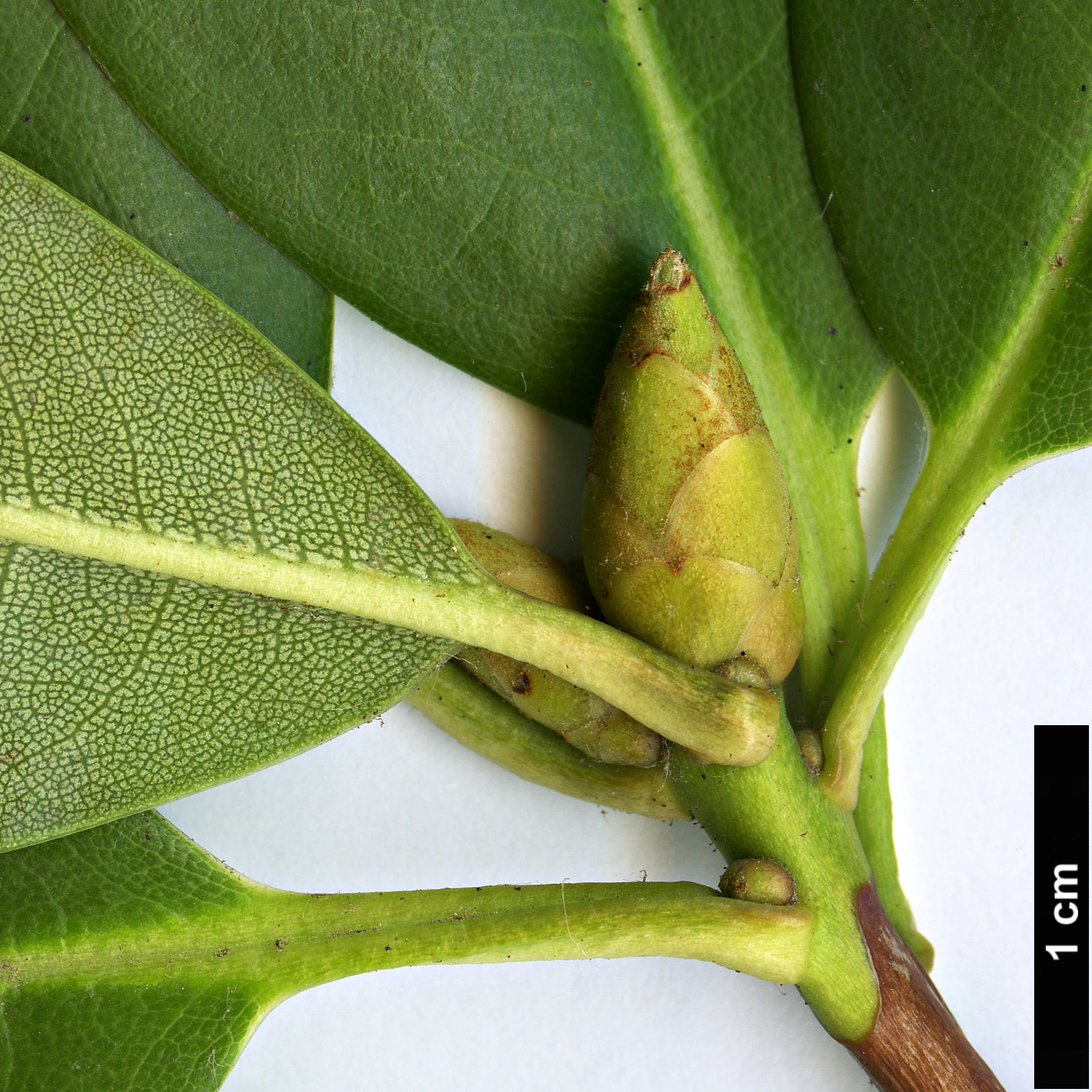 High resolution image: Family: Ericaceae - Genus: Rhododendron - Taxon: phaeochrysum