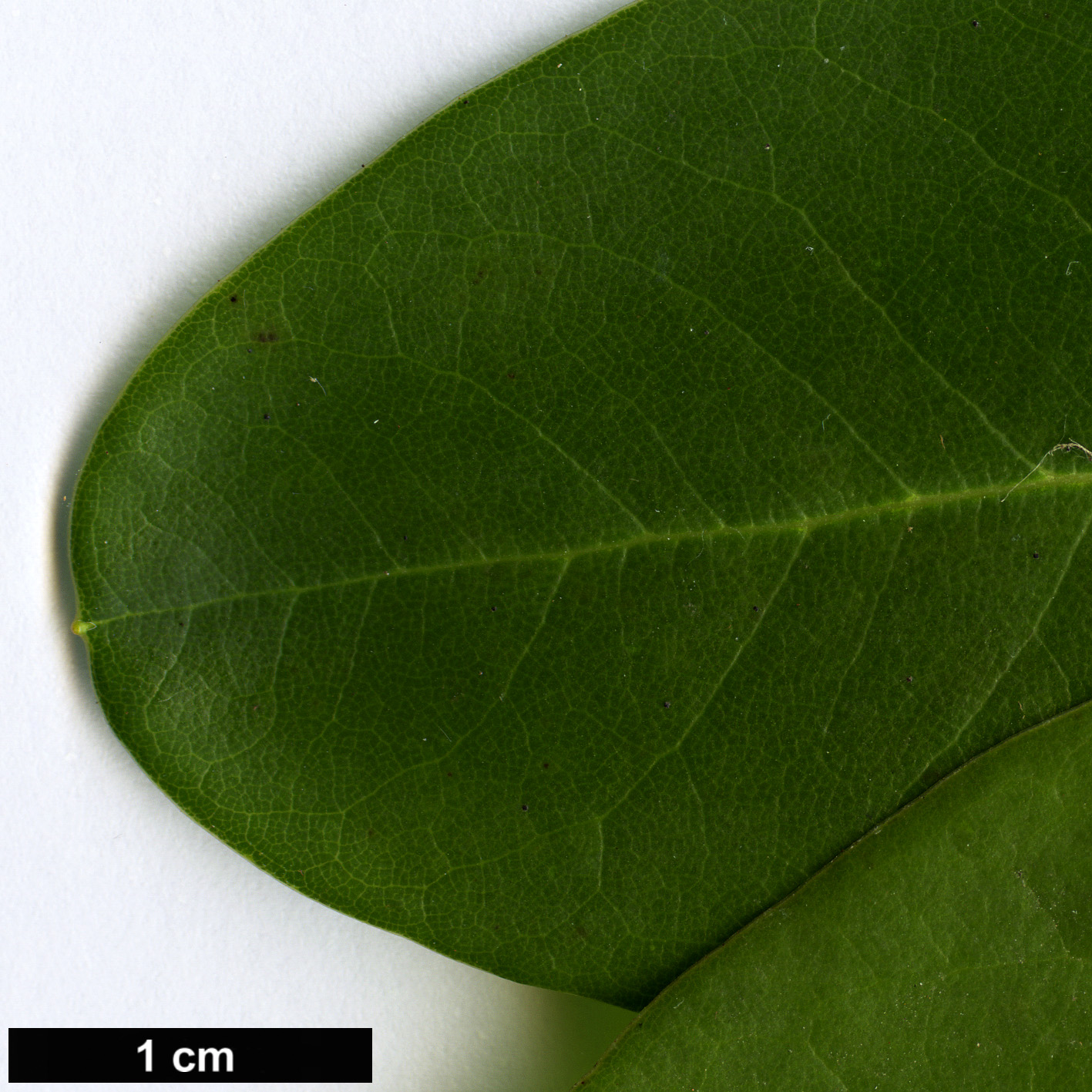 High resolution image: Family: Ericaceae - Genus: Rhododendron - Taxon: phaeochrysum