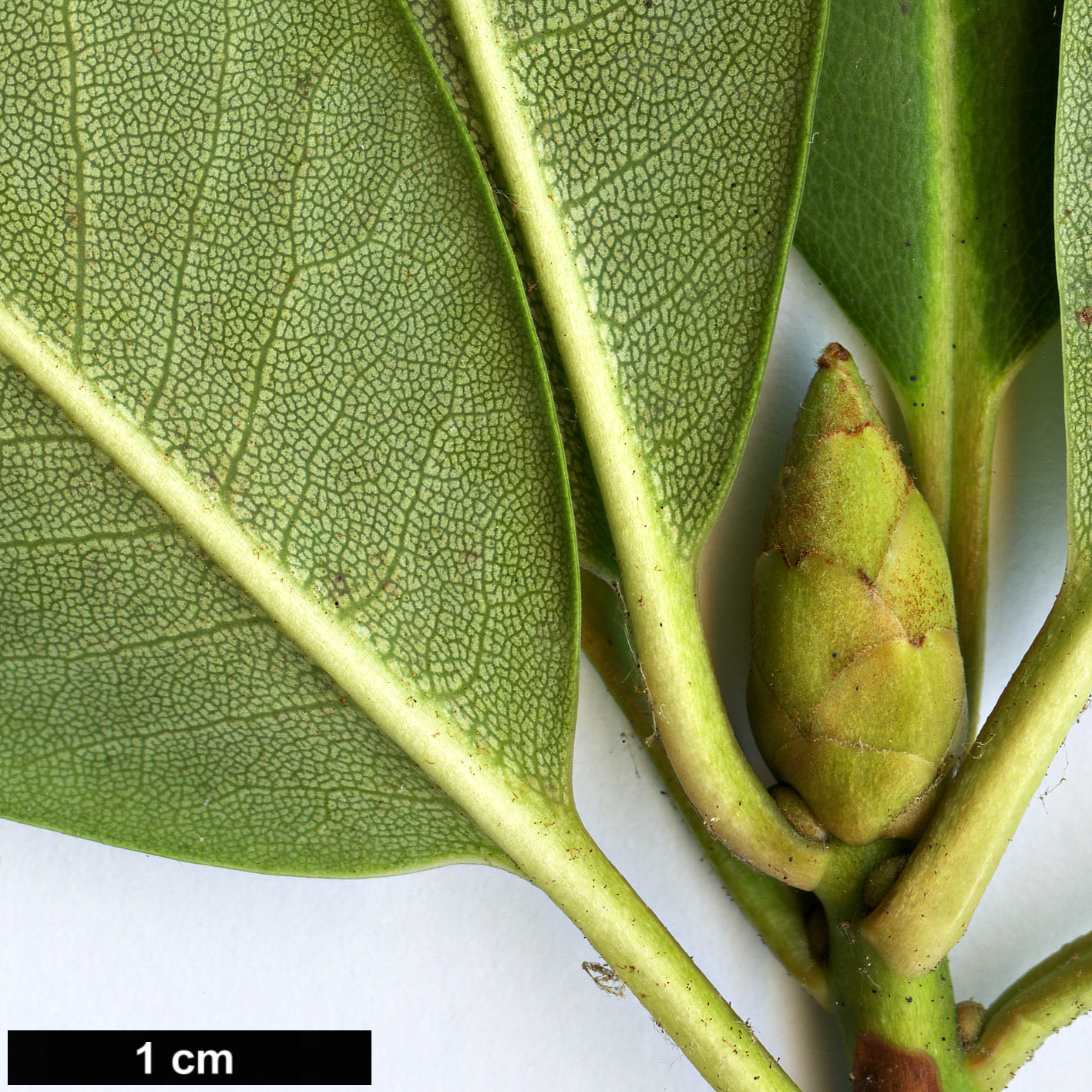 High resolution image: Family: Ericaceae - Genus: Rhododendron - Taxon: phaeochrysum