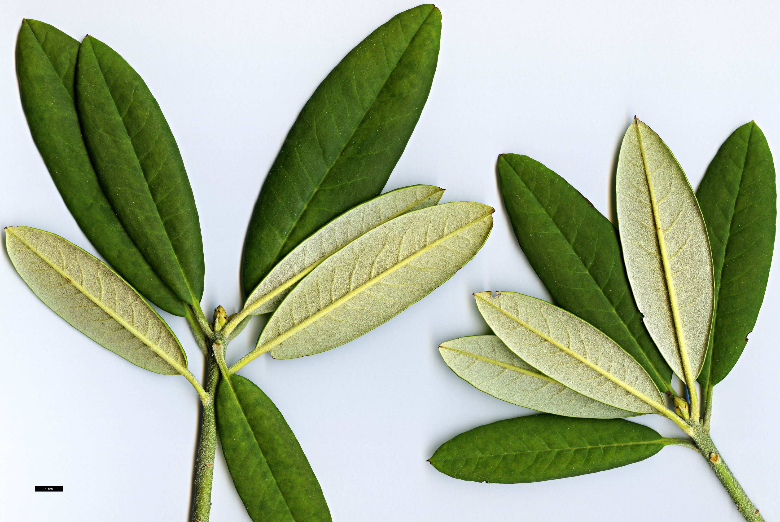 High resolution image: Family: Ericaceae - Genus: Rhododendron - Taxon: pingianum