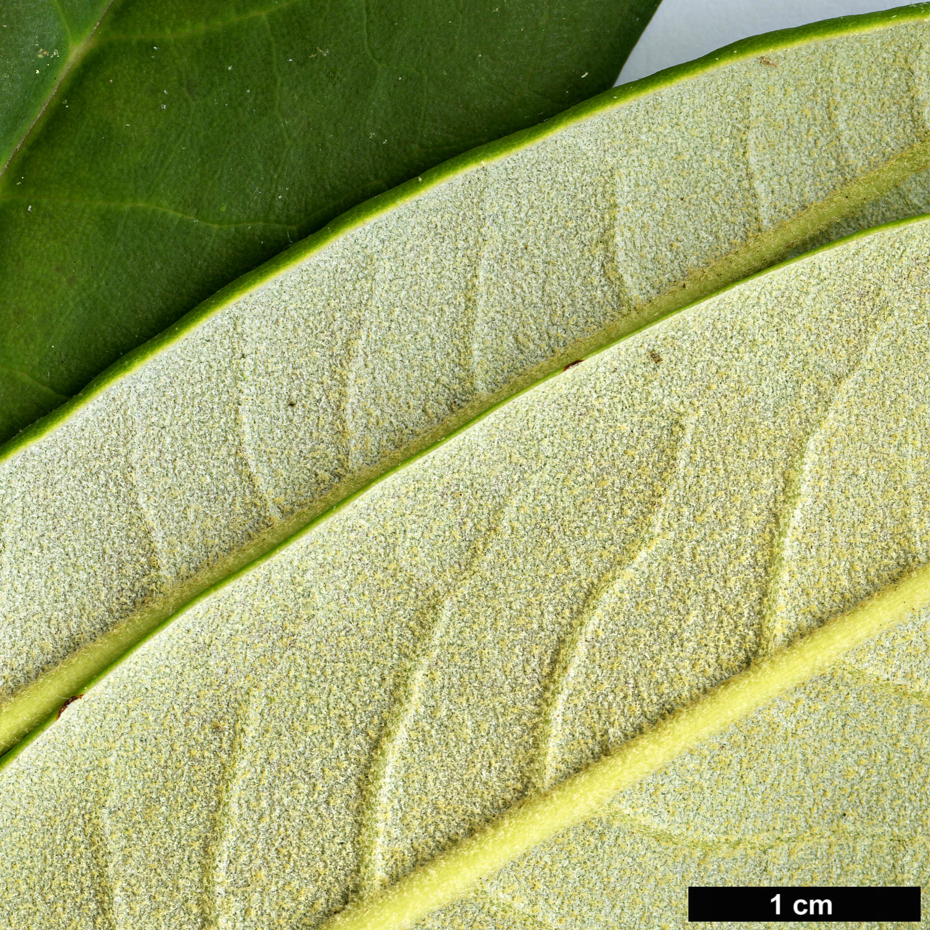 High resolution image: Family: Ericaceae - Genus: Rhododendron - Taxon: pingianum