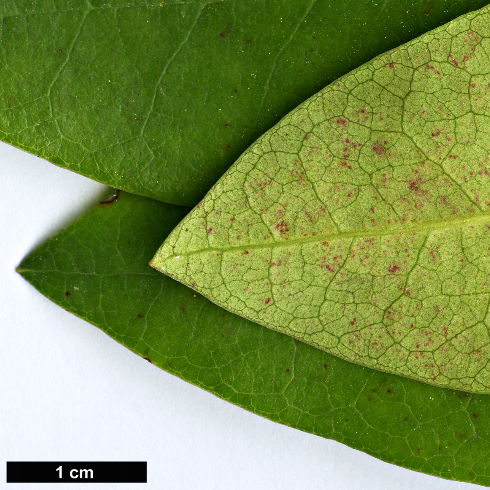 High resolution image: Family: Ericaceae - Genus: Rhododendron - Taxon: planetum