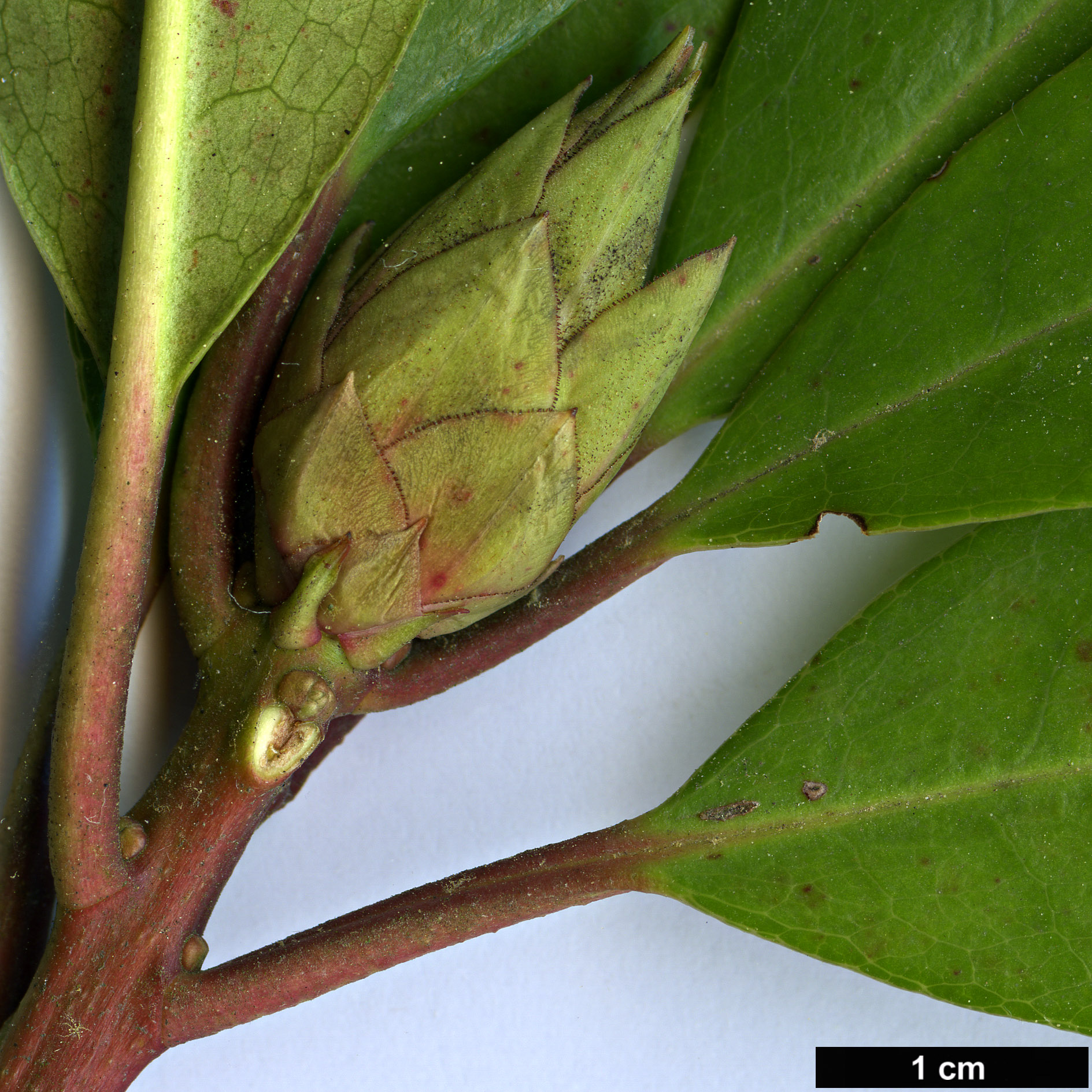 High resolution image: Family: Ericaceae - Genus: Rhododendron - Taxon: planetum