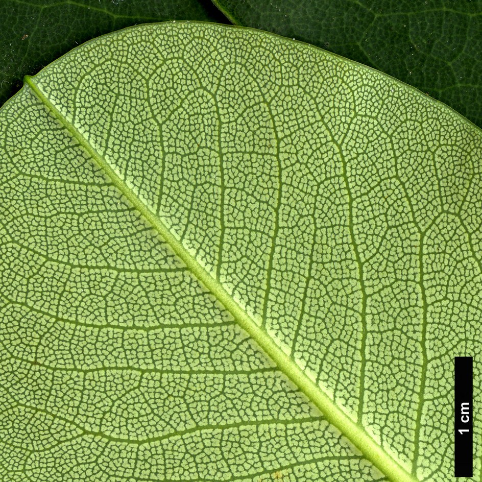 High resolution image: Family: Ericaceae - Genus: Rhododendron - Taxon: platypodum