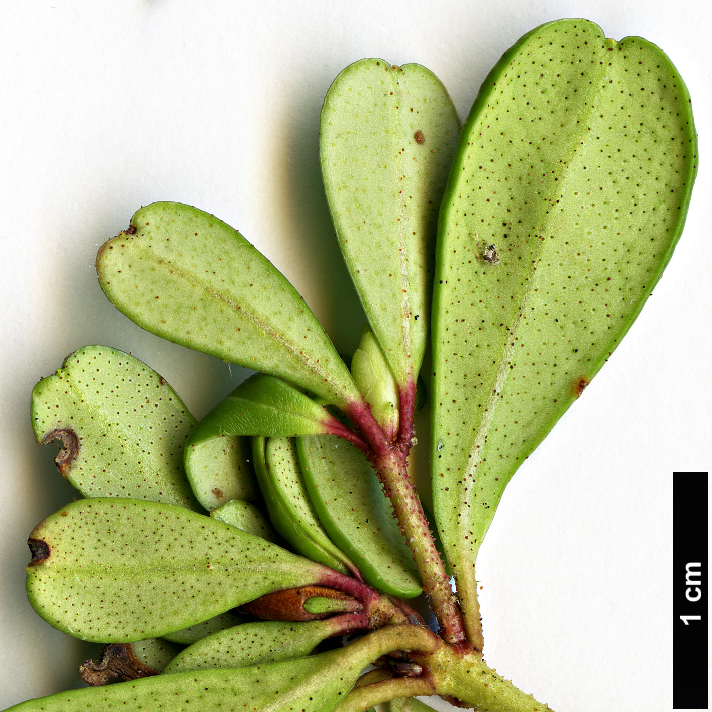 High resolution image: Family: Ericaceae - Genus: Rhododendron - Taxon: poilanei