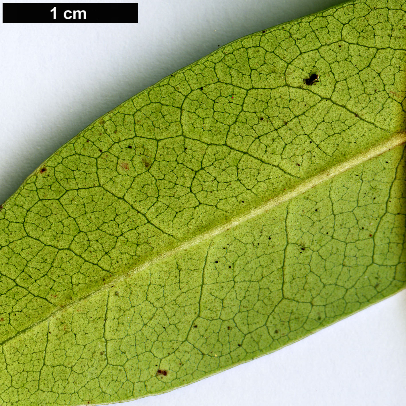 High resolution image: Family: Ericaceae - Genus: Rhododendron - Taxon: ponticum