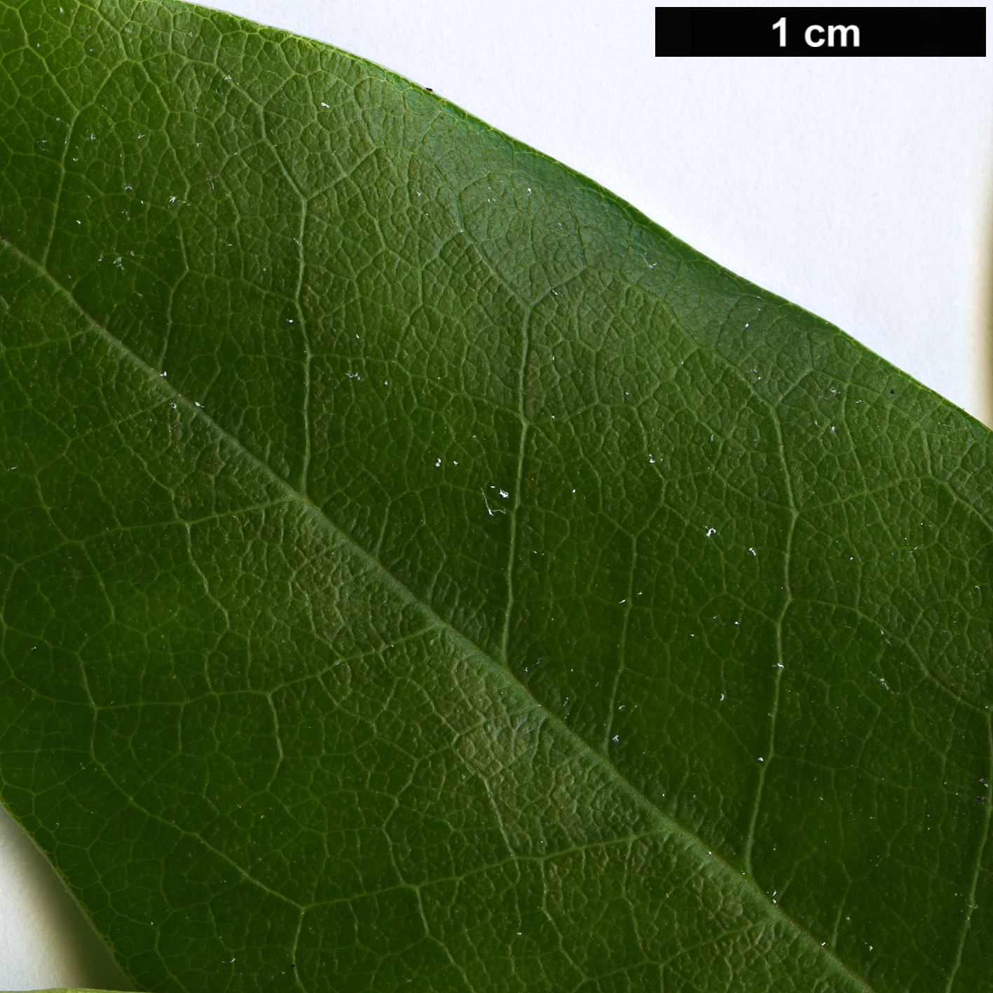 High resolution image: Family: Ericaceae - Genus: Rhododendron - Taxon: ponticum