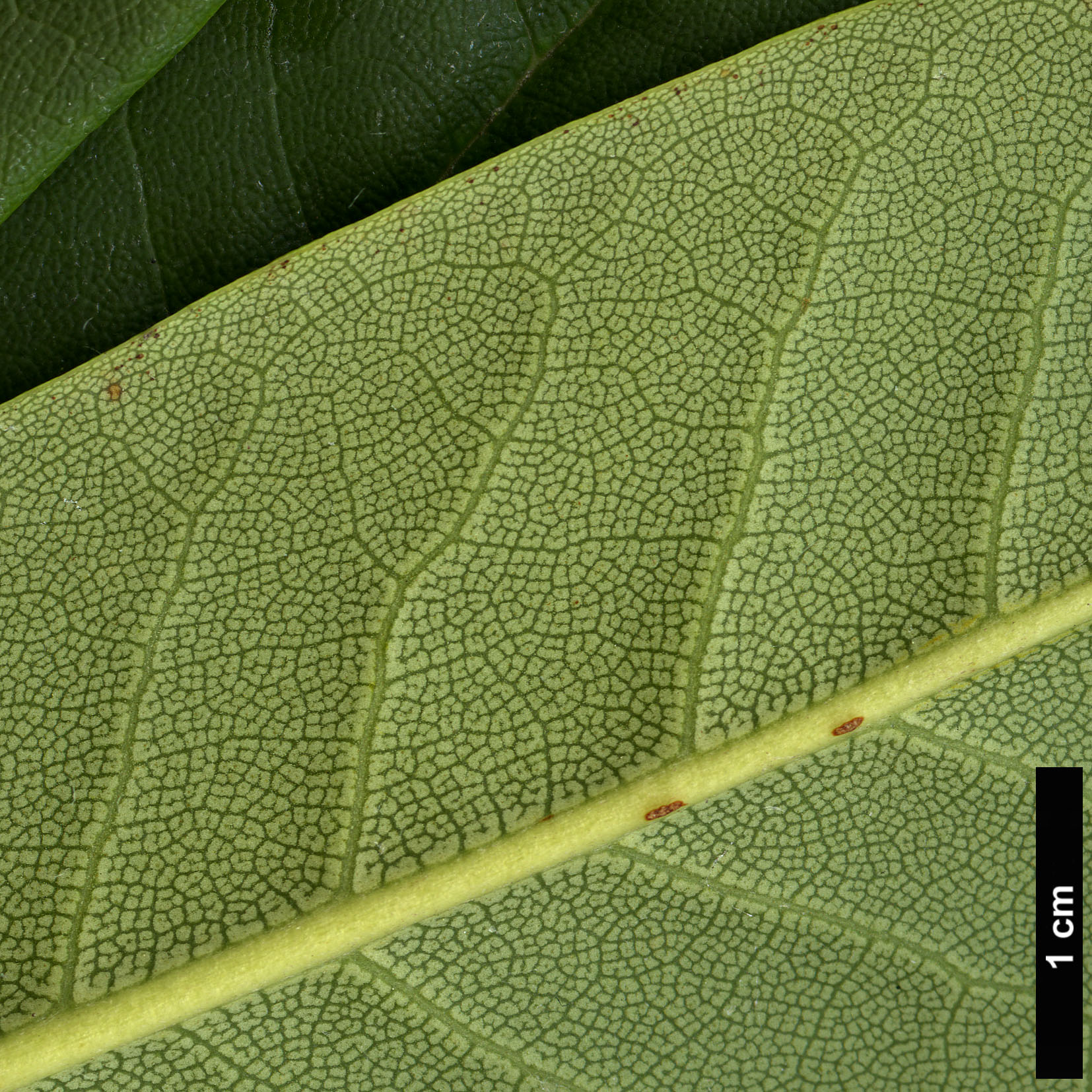 High resolution image: Family: Ericaceae - Genus: Rhododendron - Taxon: praevernum