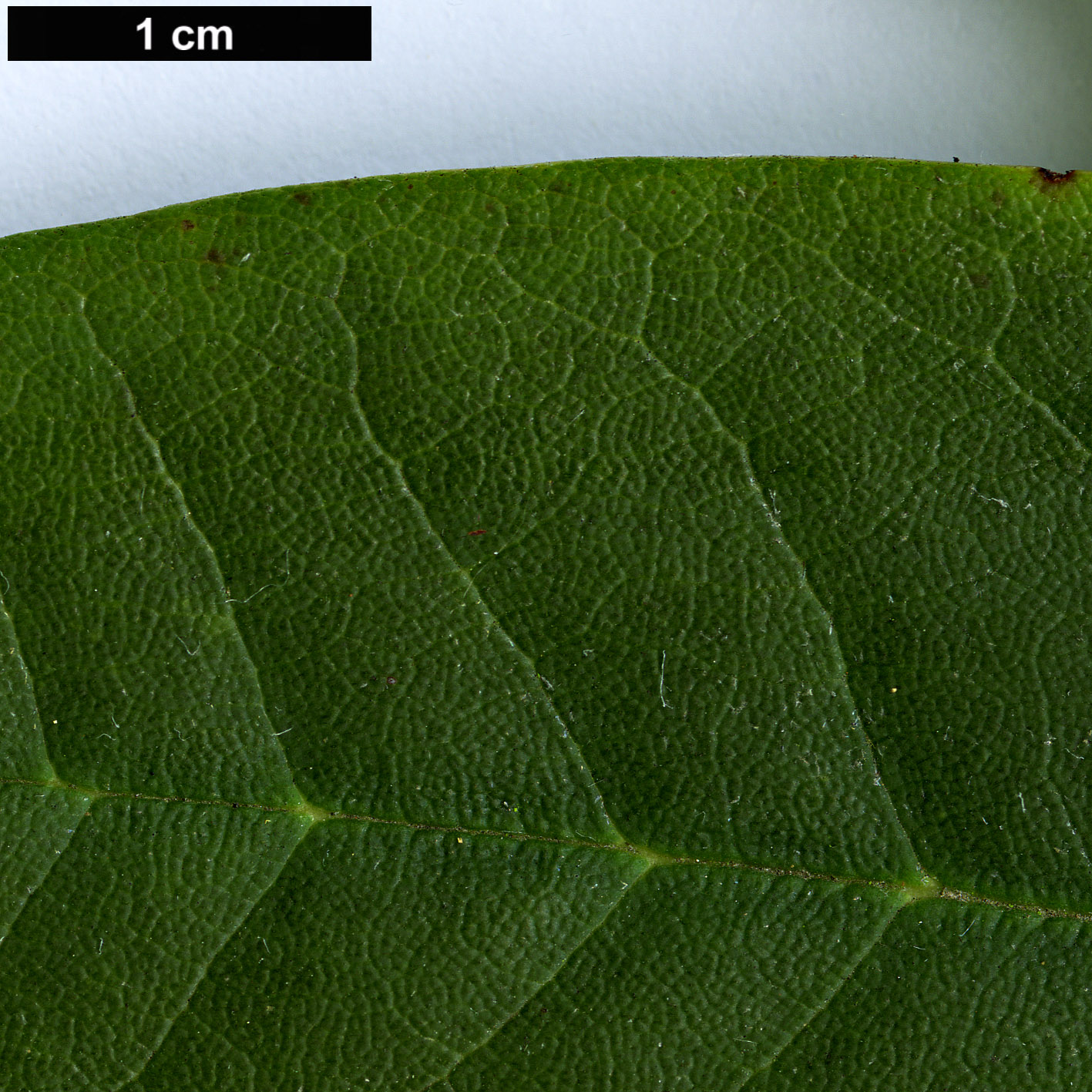 High resolution image: Family: Ericaceae - Genus: Rhododendron - Taxon: praevernum