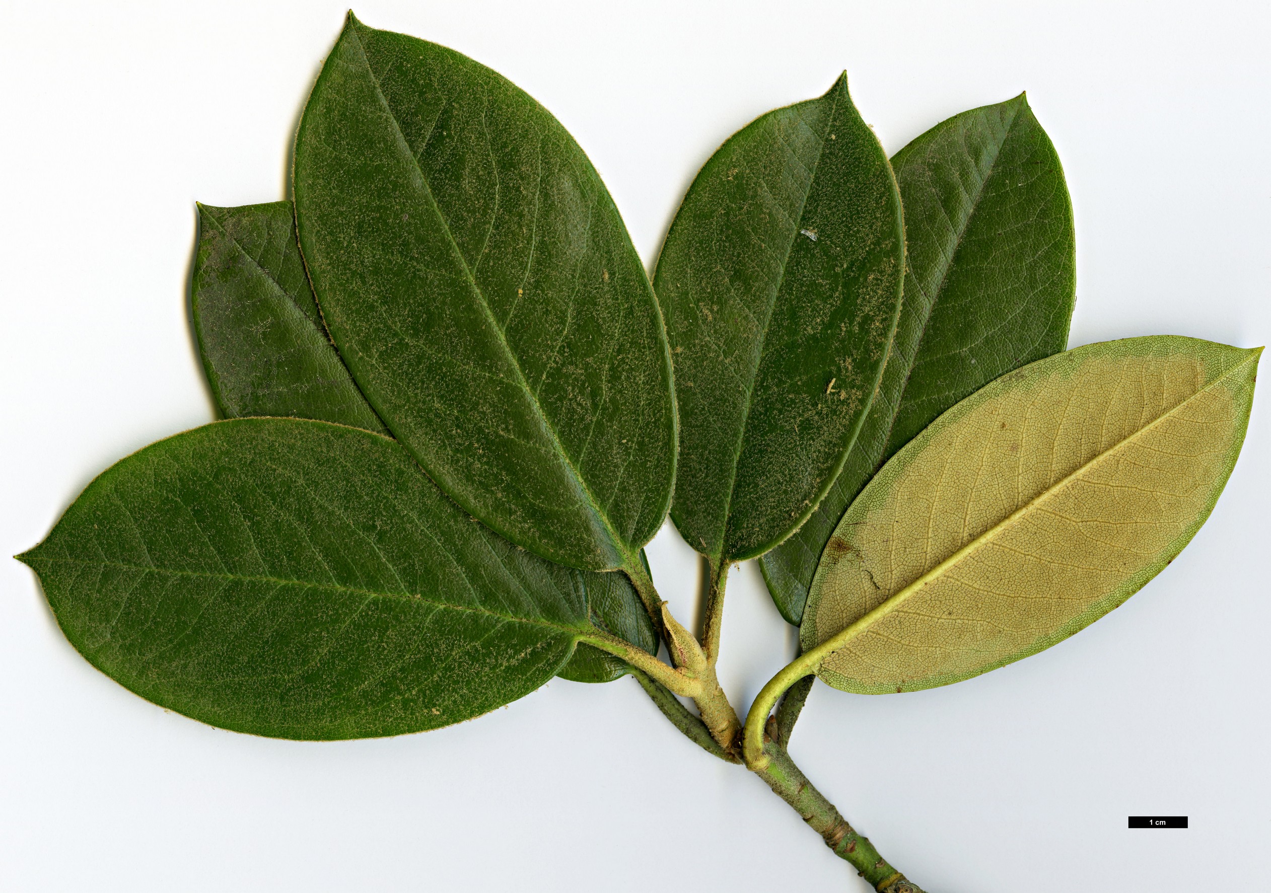 High resolution image: Family: Ericaceae - Genus: Rhododendron - Taxon: prattii