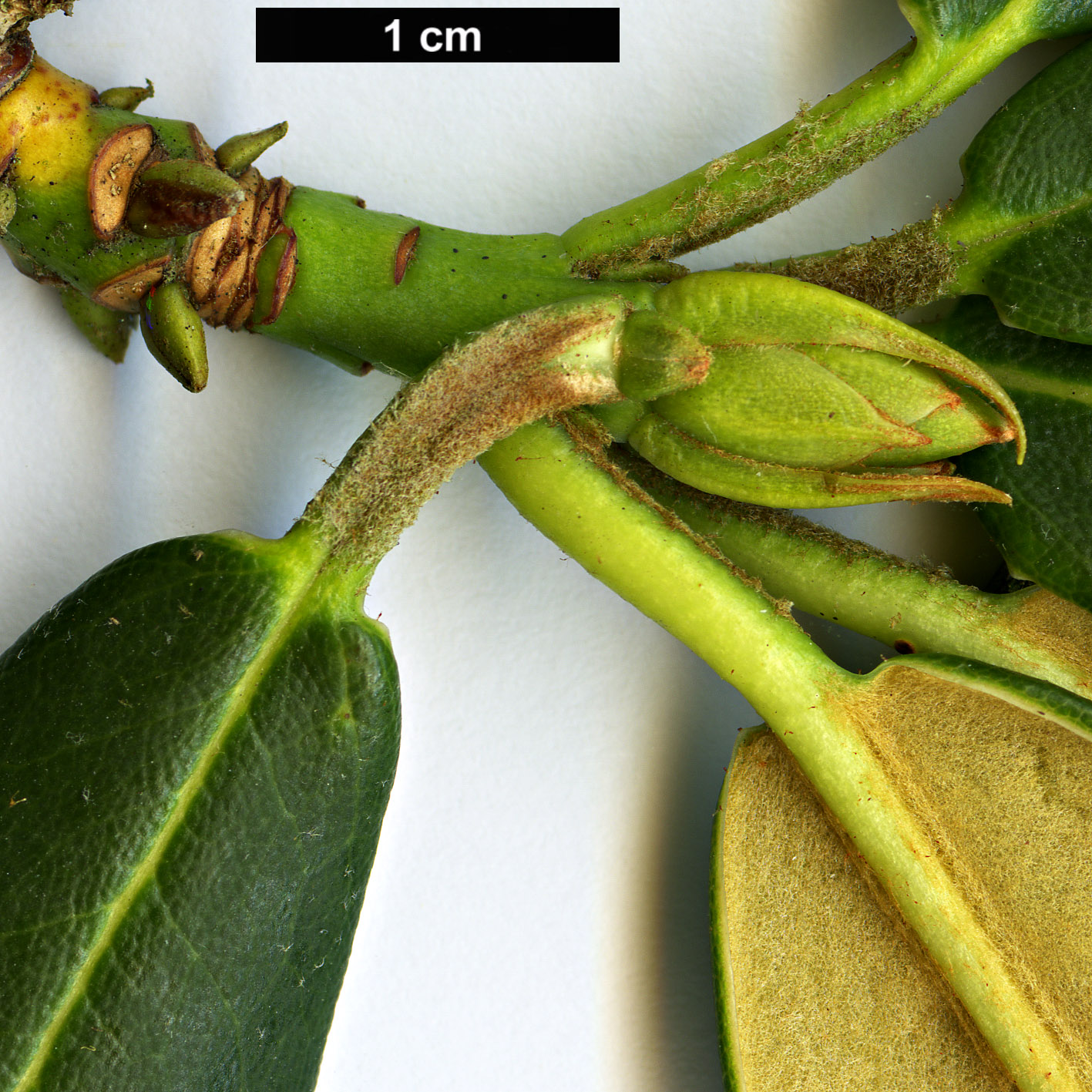 High resolution image: Family: Ericaceae - Genus: Rhododendron - Taxon: principis