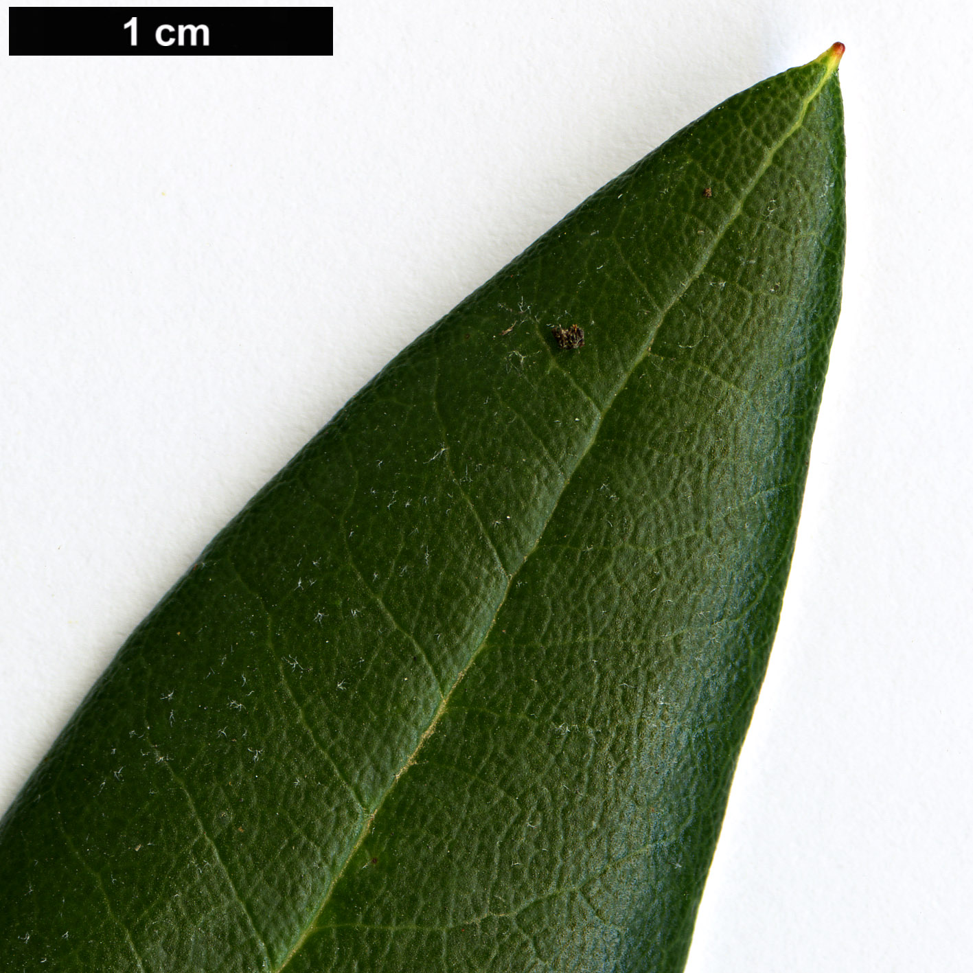 High resolution image: Family: Ericaceae - Genus: Rhododendron - Taxon: principis