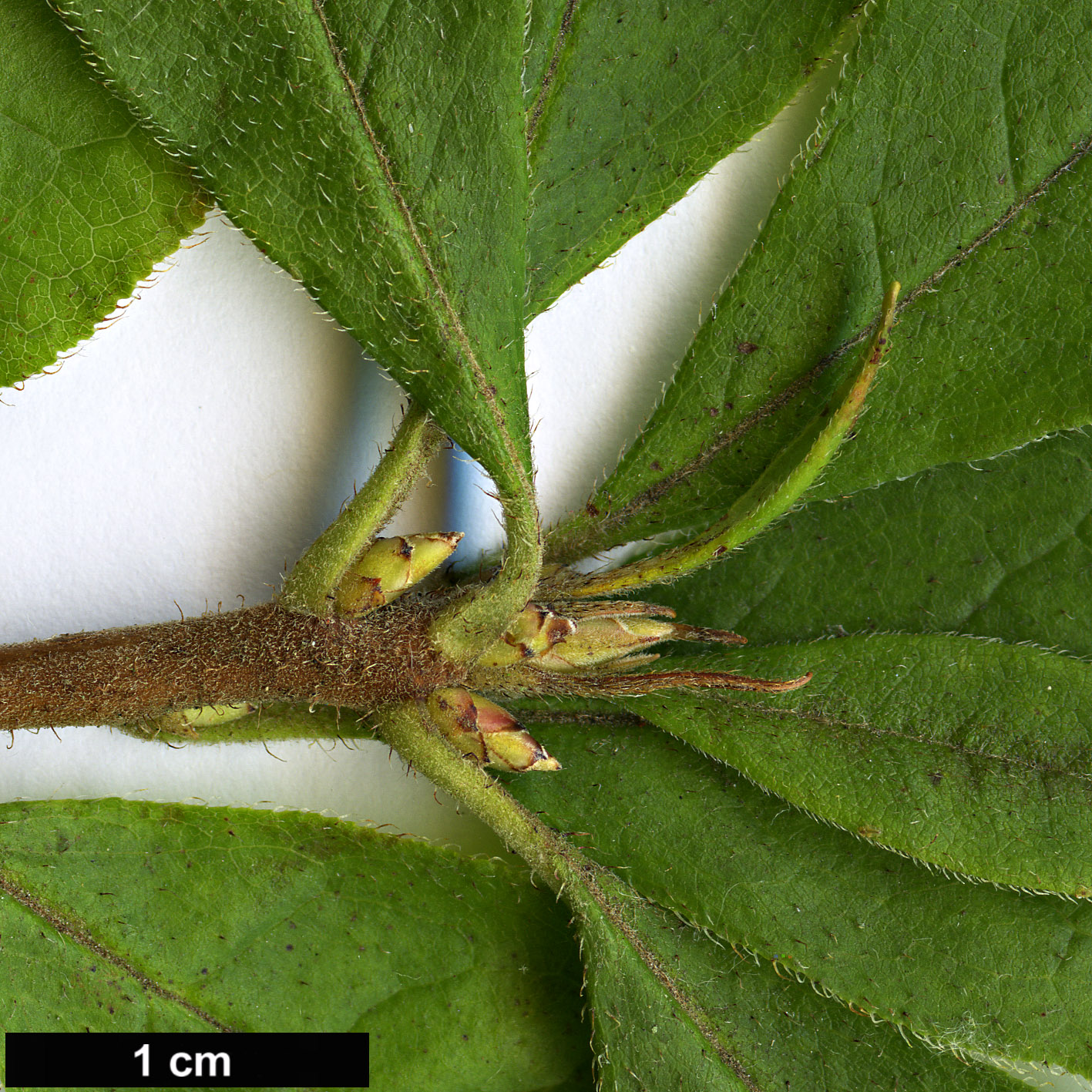 High resolution image: Family: Ericaceae - Genus: Rhododendron - Taxon: prinophyllum