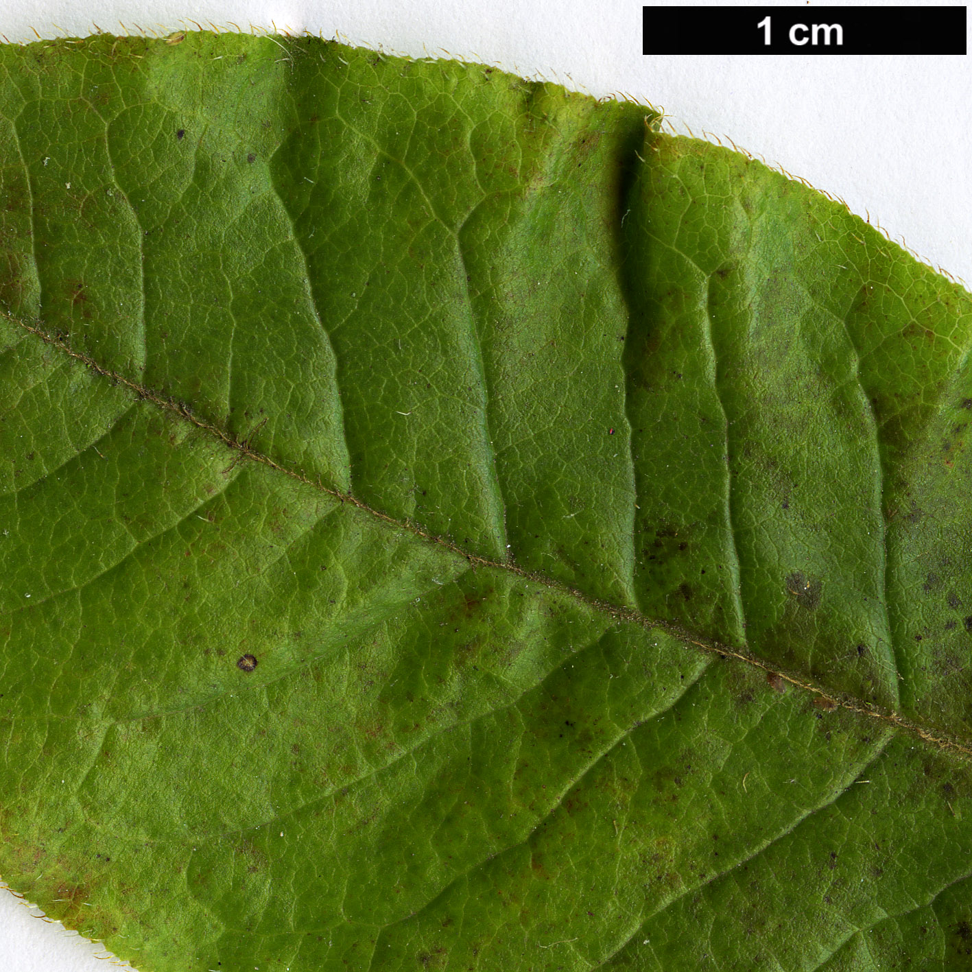 High resolution image: Family: Ericaceae - Genus: Rhododendron - Taxon: prinophyllum