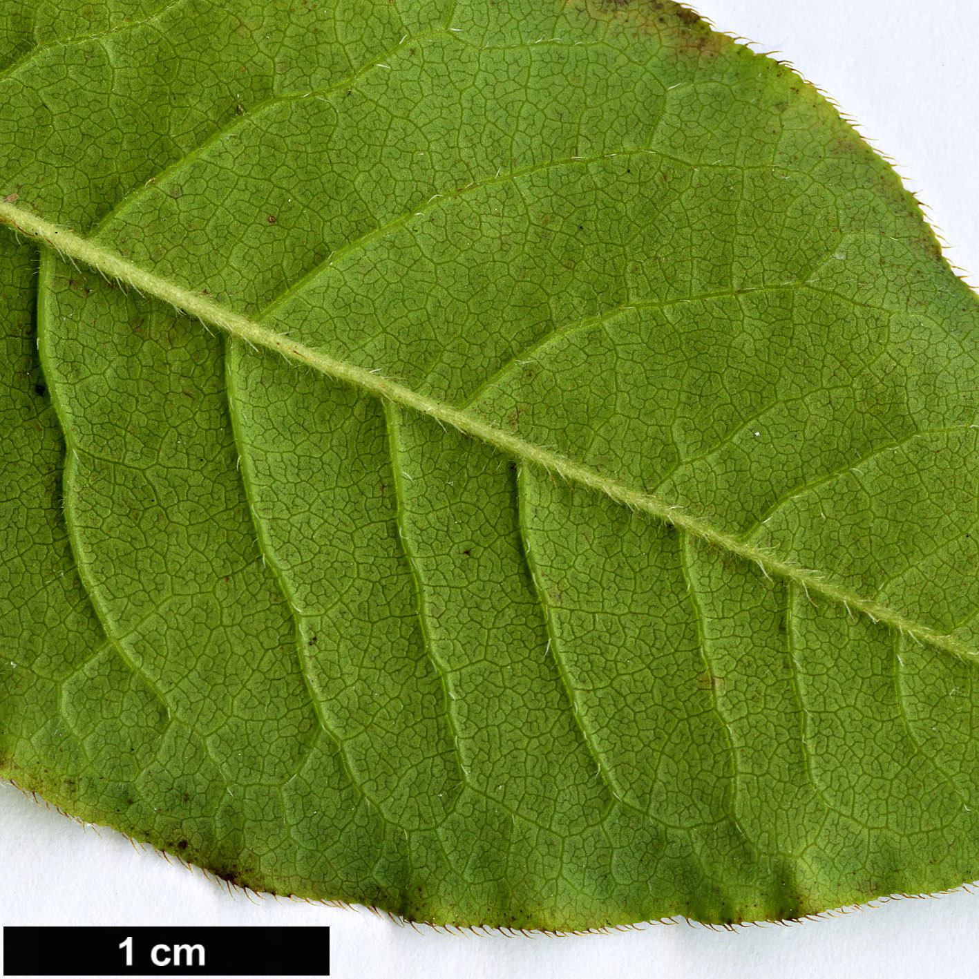 High resolution image: Family: Ericaceae - Genus: Rhododendron - Taxon: prinophyllum