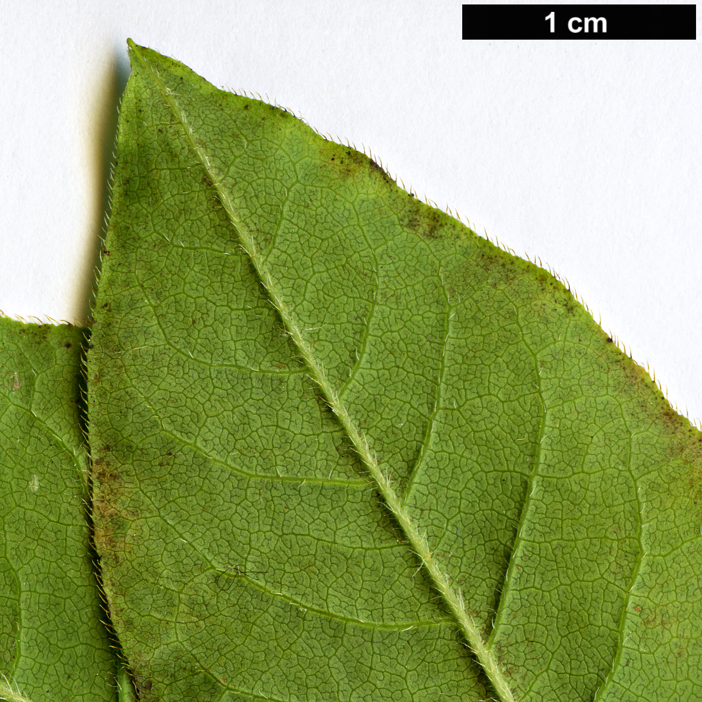 High resolution image: Family: Ericaceae - Genus: Rhododendron - Taxon: prinophyllum