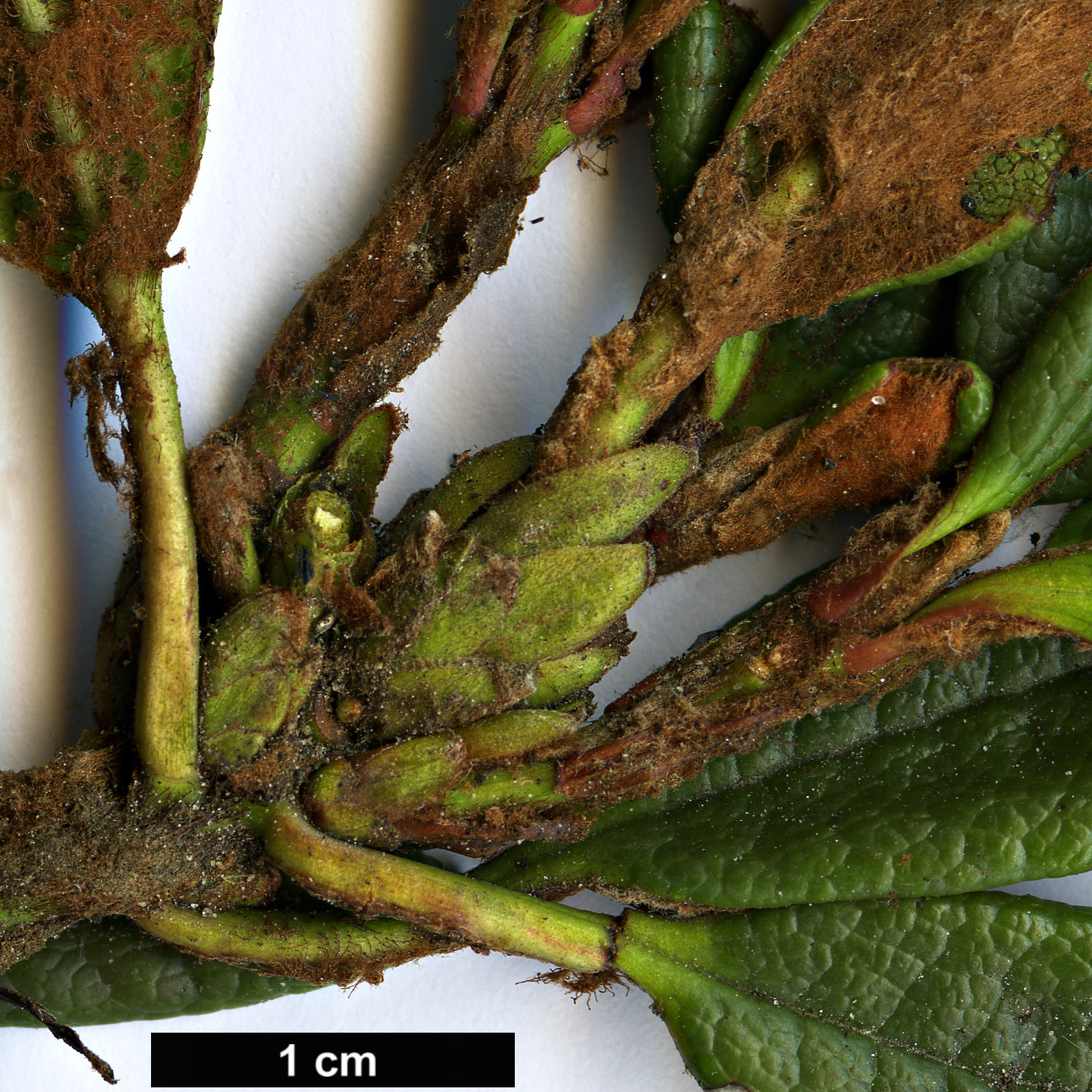 High resolution image: Family: Ericaceae - Genus: Rhododendron - Taxon: proteoides