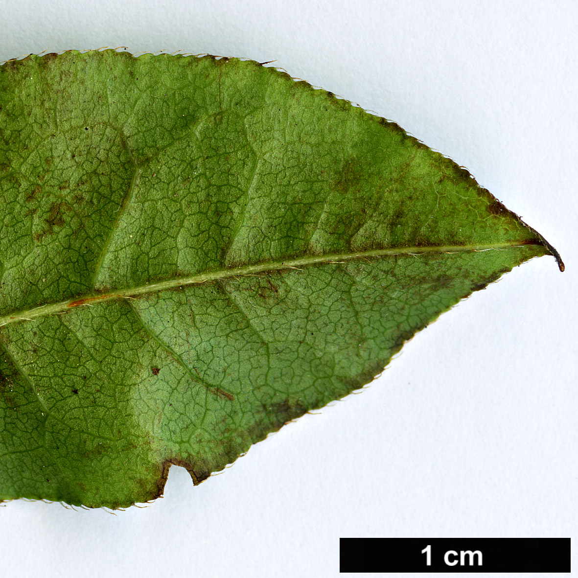 High resolution image: Family: Ericaceae - Genus: Rhododendron - Taxon: prunifolium