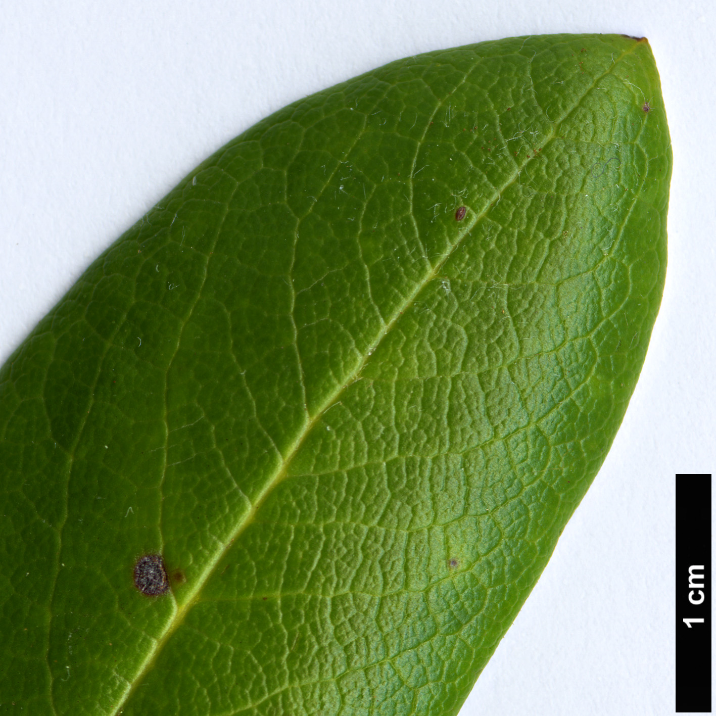 High resolution image: Family: Ericaceae - Genus: Rhododendron - Taxon: przewalski