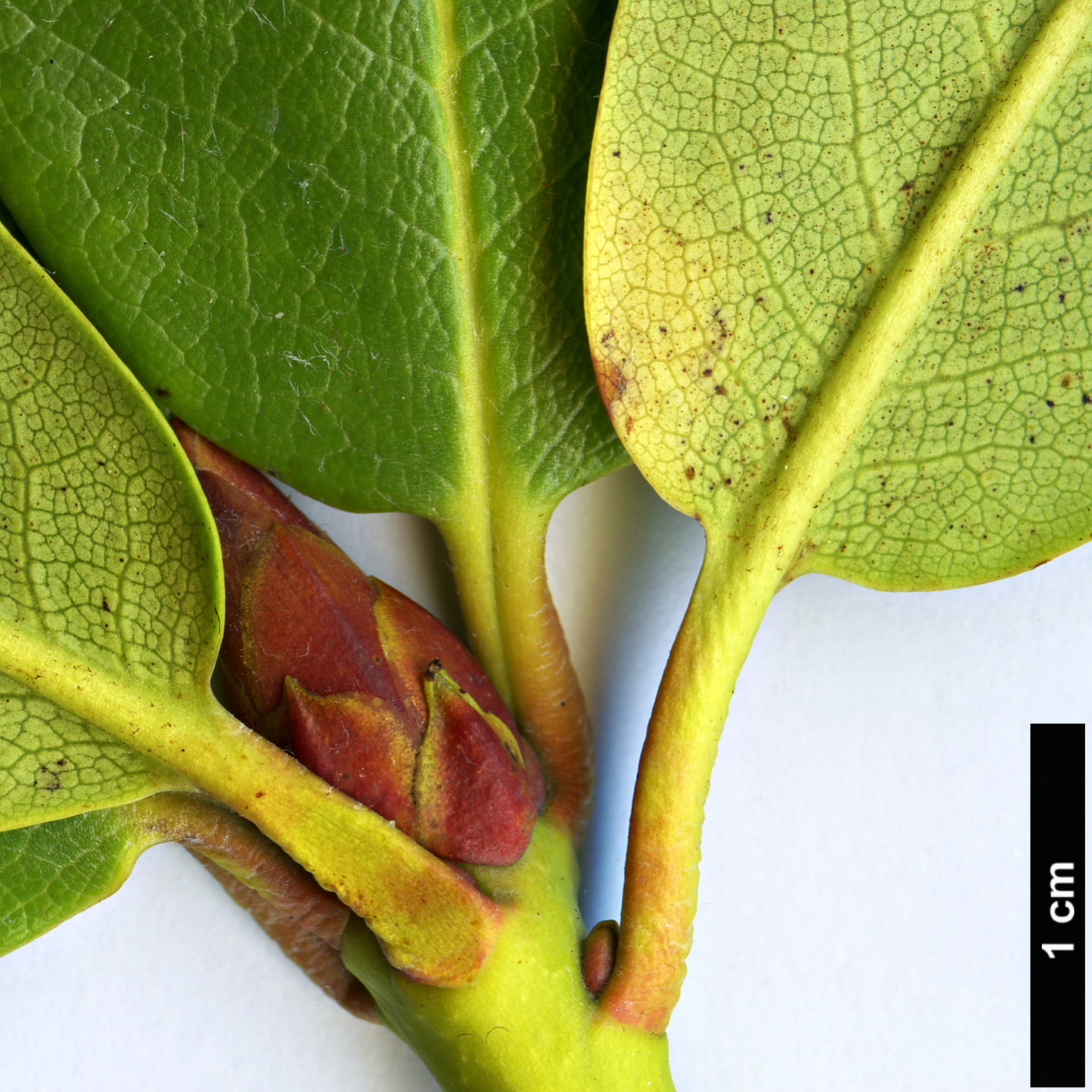 High resolution image: Family: Ericaceae - Genus: Rhododendron - Taxon: przewalski