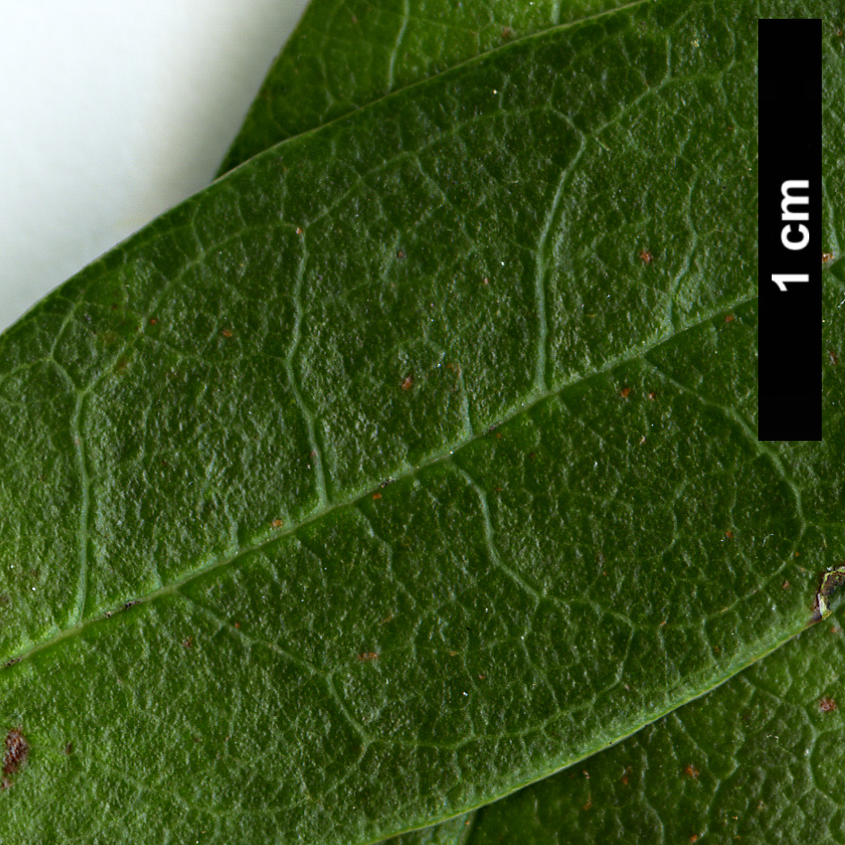 High resolution image: Family: Ericaceae - Genus: Rhododendron - Taxon: pseudociliipes