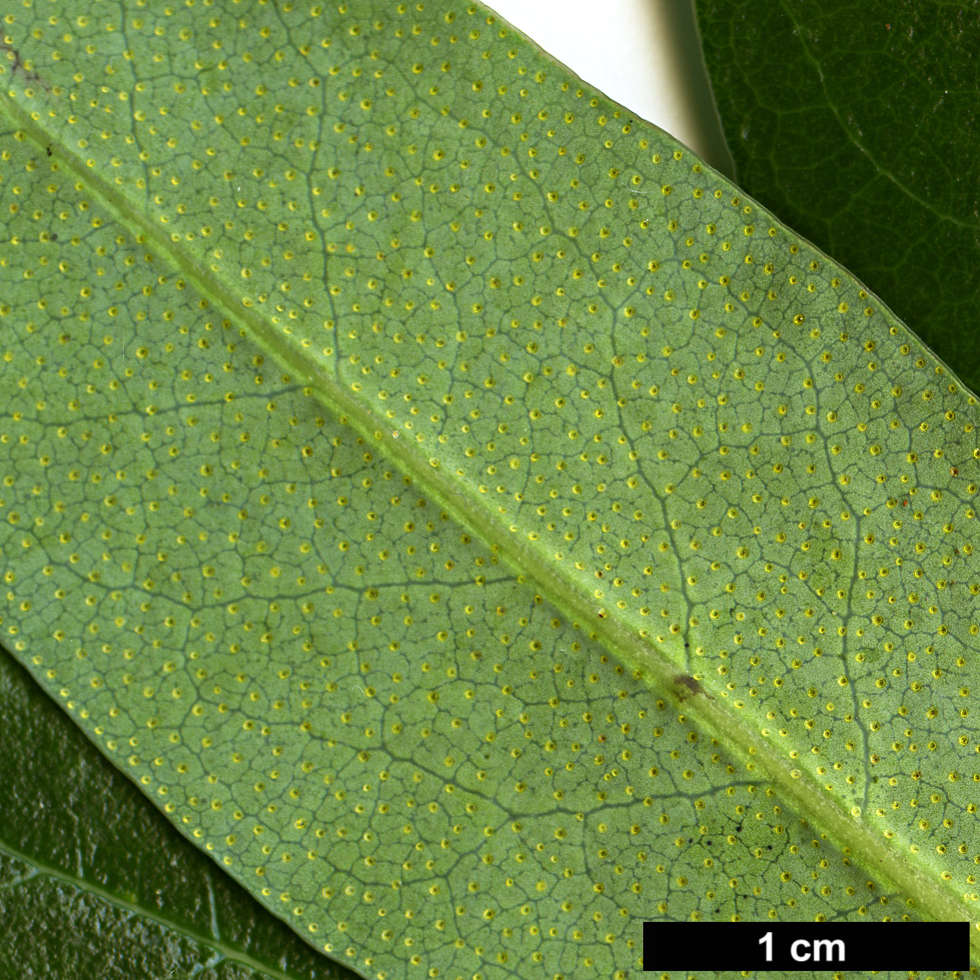 High resolution image: Family: Ericaceae - Genus: Rhododendron - Taxon: pseudociliipes