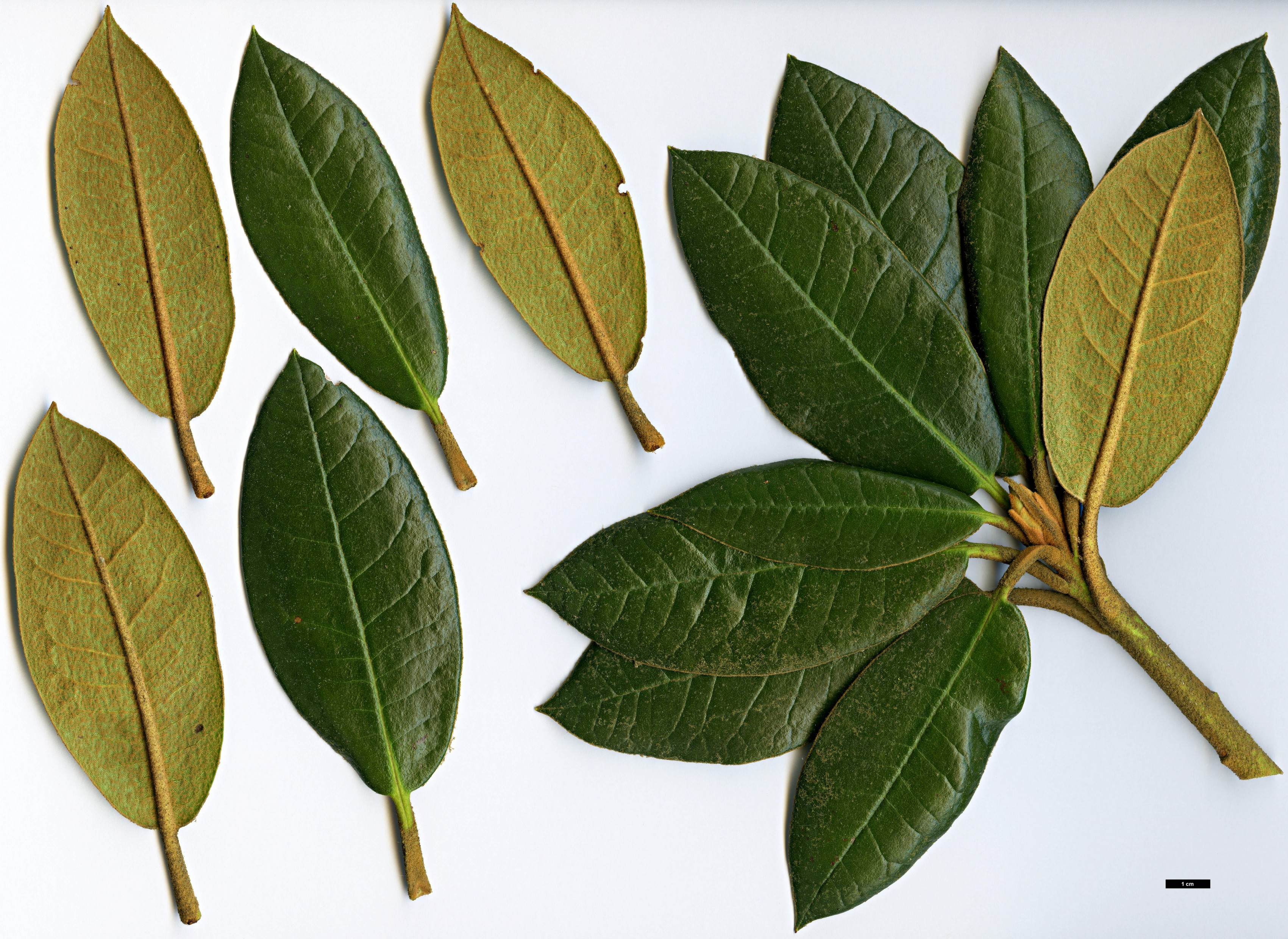 High resolution image: Family: Ericaceae - Genus: Rhododendron - Taxon: pubicostatum