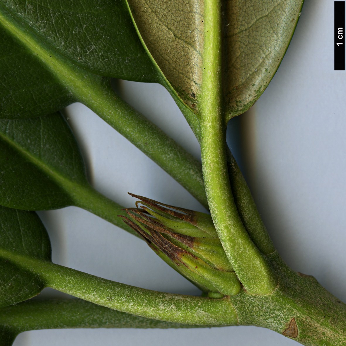 High resolution image: Family: Ericaceae - Genus: Rhododendron - Taxon: pudorosum