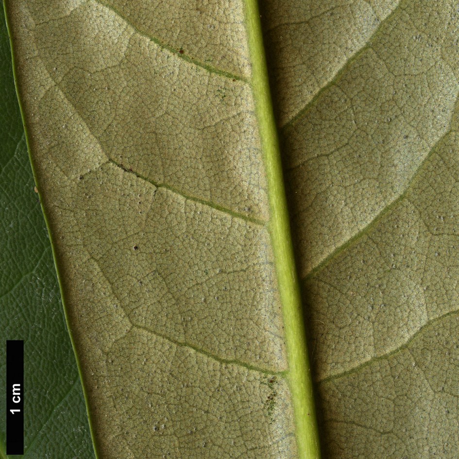 High resolution image: Family: Ericaceae - Genus: Rhododendron - Taxon: pudorosum