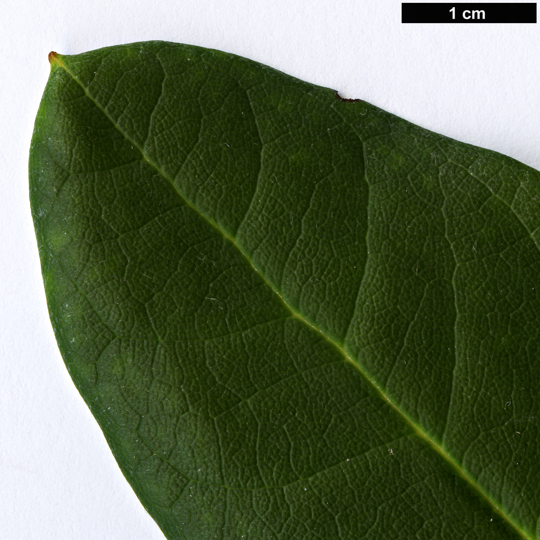 High resolution image: Family: Ericaceae - Genus: Rhododendron - Taxon: pudorosum