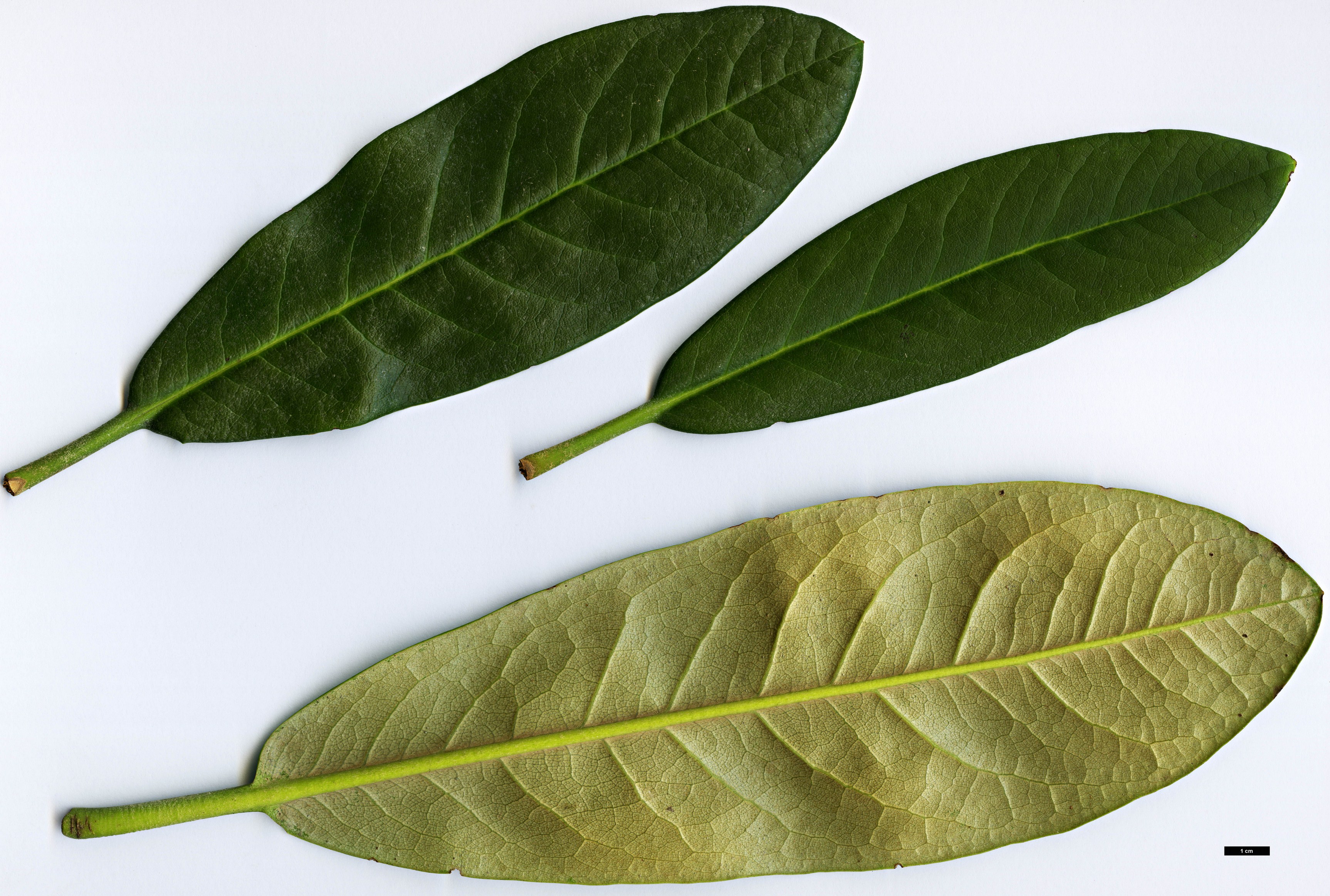 High resolution image: Family: Ericaceae - Genus: Rhododendron - Taxon: pudorosum