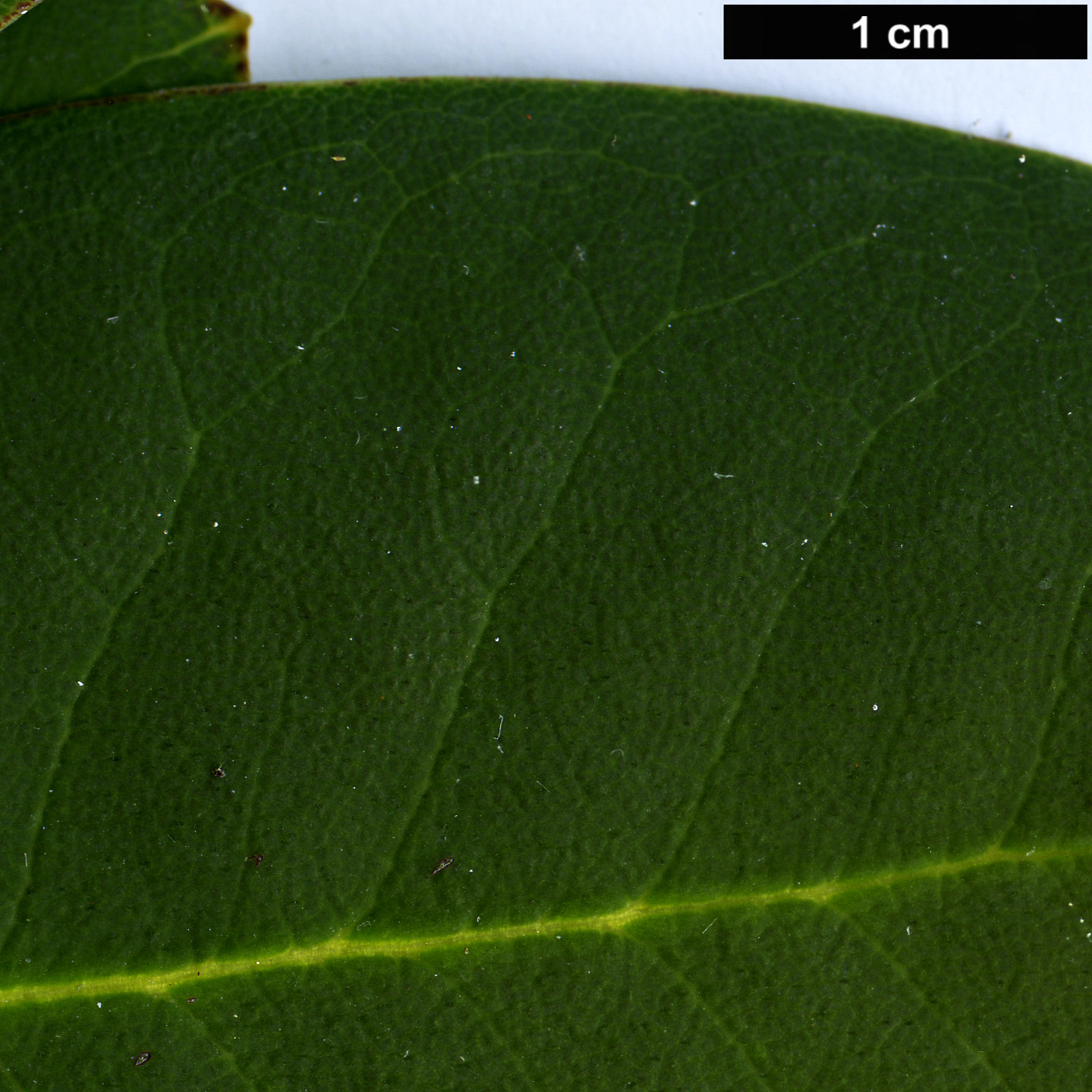 High resolution image: Family: Ericaceae - Genus: Rhododendron - Taxon: qiaojiaense
