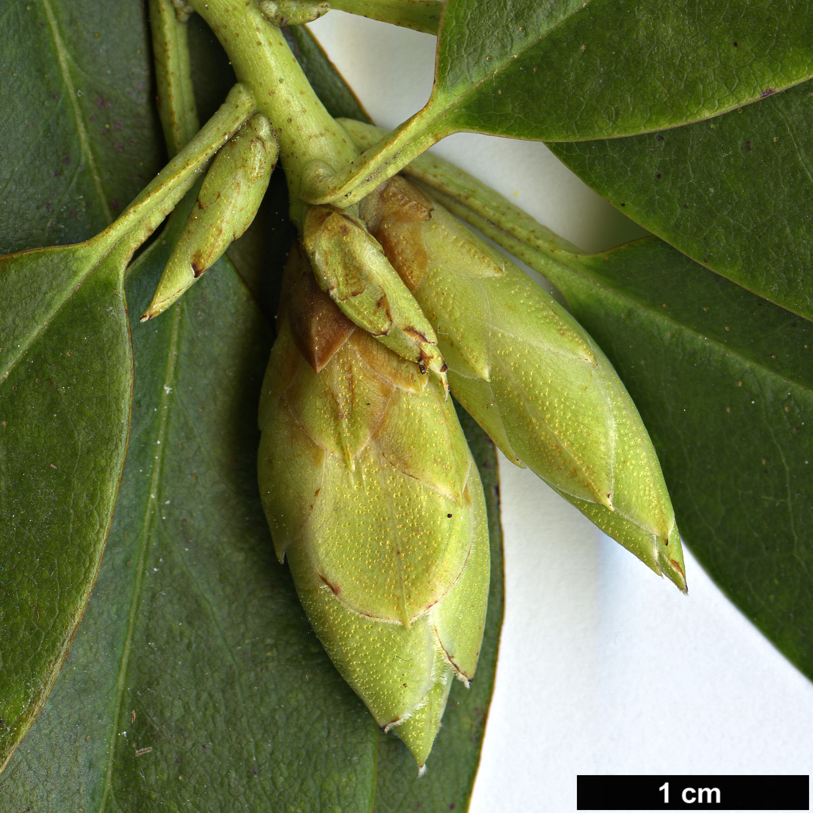 High resolution image: Family: Ericaceae - Genus: Rhododendron - Taxon: rigidum