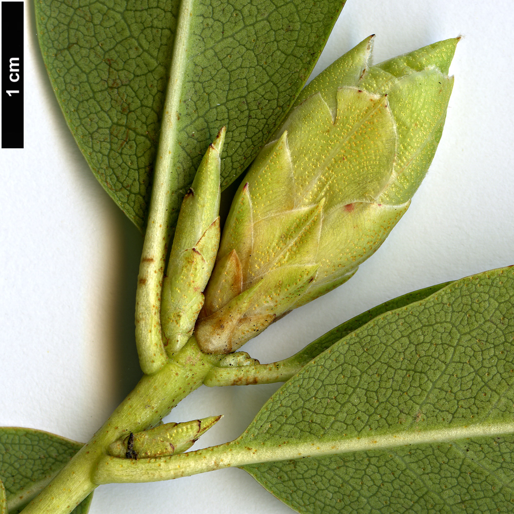 High resolution image: Family: Ericaceae - Genus: Rhododendron - Taxon: rigidum