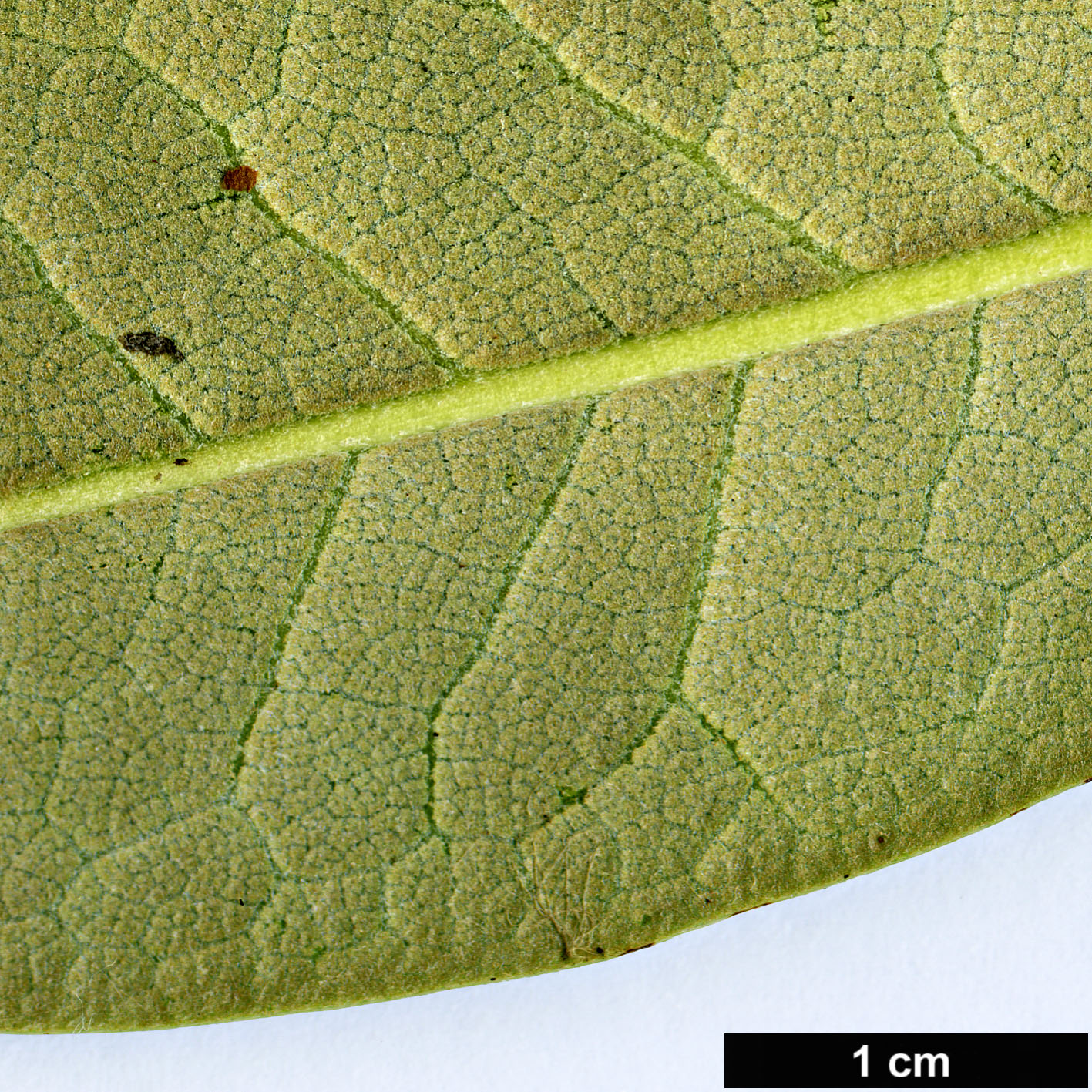 High resolution image: Family: Ericaceae - Genus: Rhododendron - Taxon: ririei