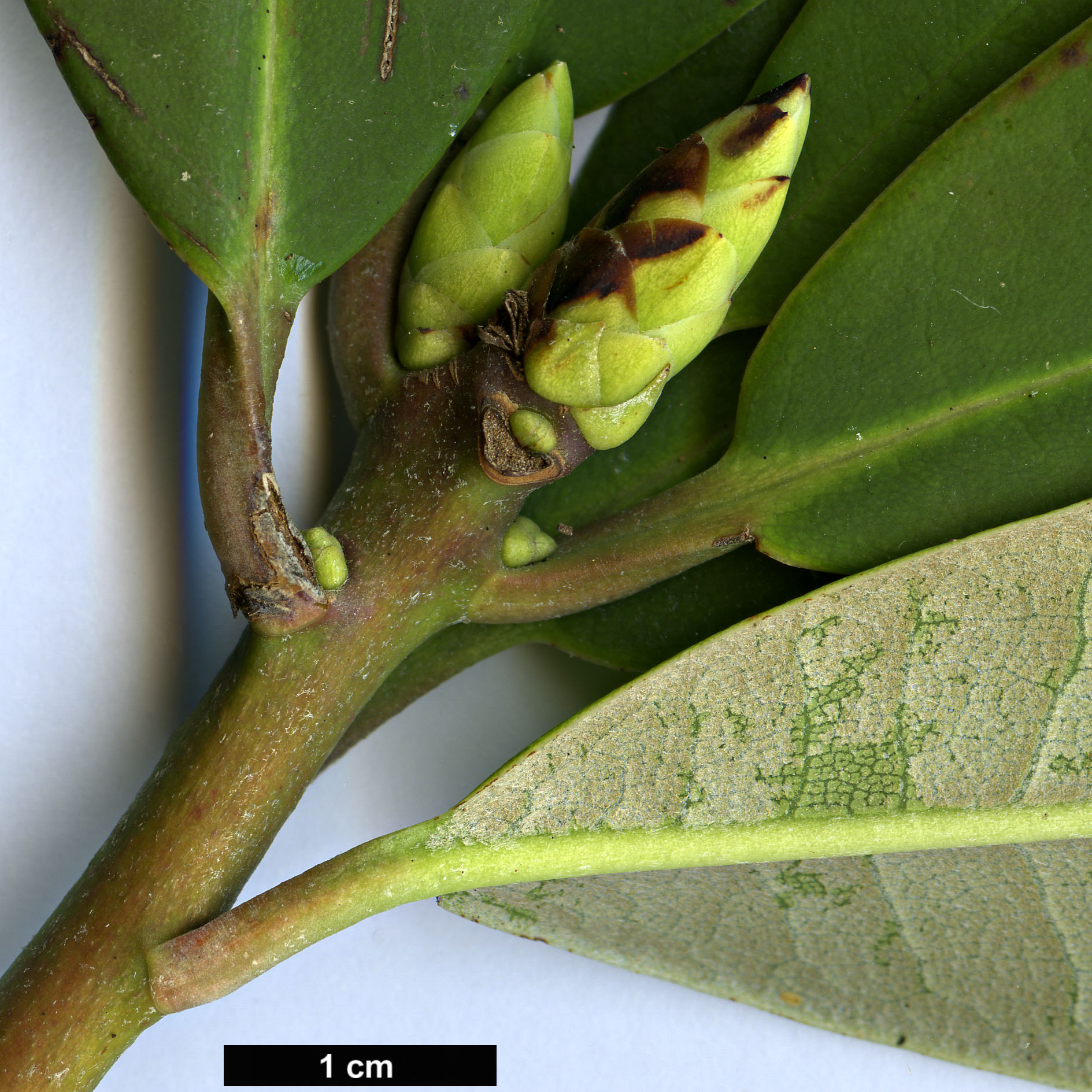 High resolution image: Family: Ericaceae - Genus: Rhododendron - Taxon: ririei