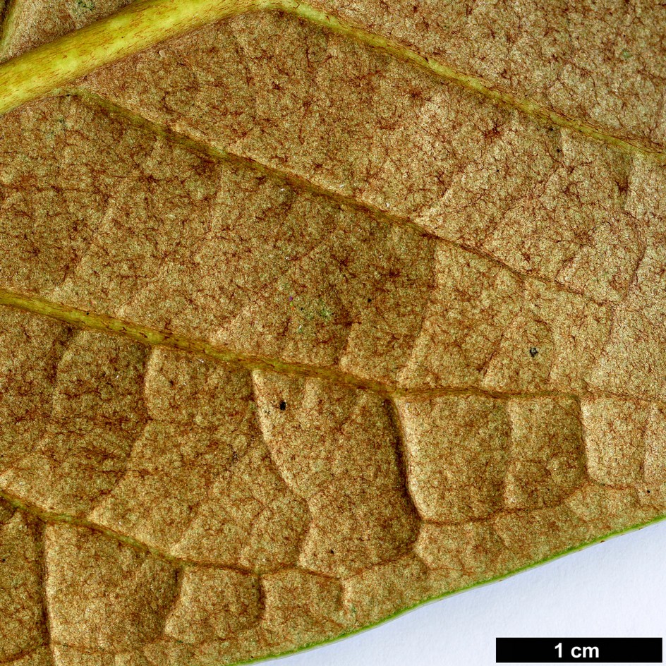 High resolution image: Family: Ericaceae - Genus: Rhododendron - Taxon: rothschildii