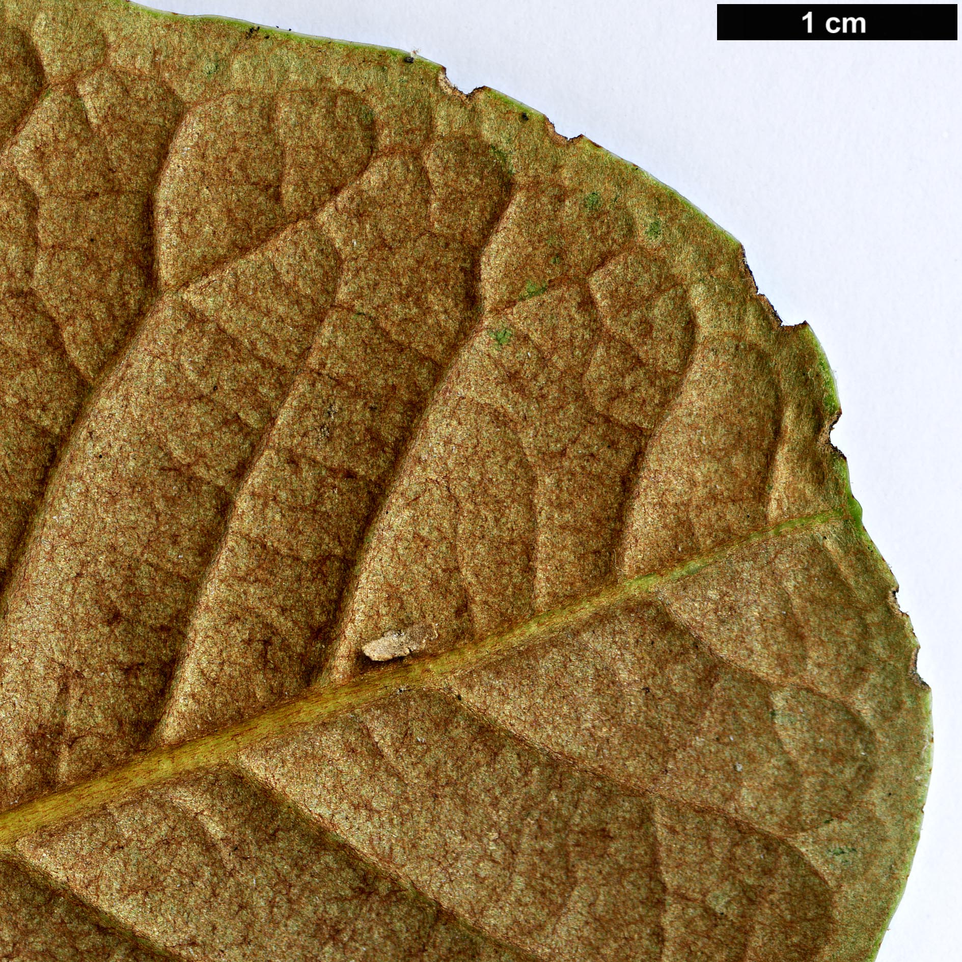 High resolution image: Family: Ericaceae - Genus: Rhododendron - Taxon: rothschildii