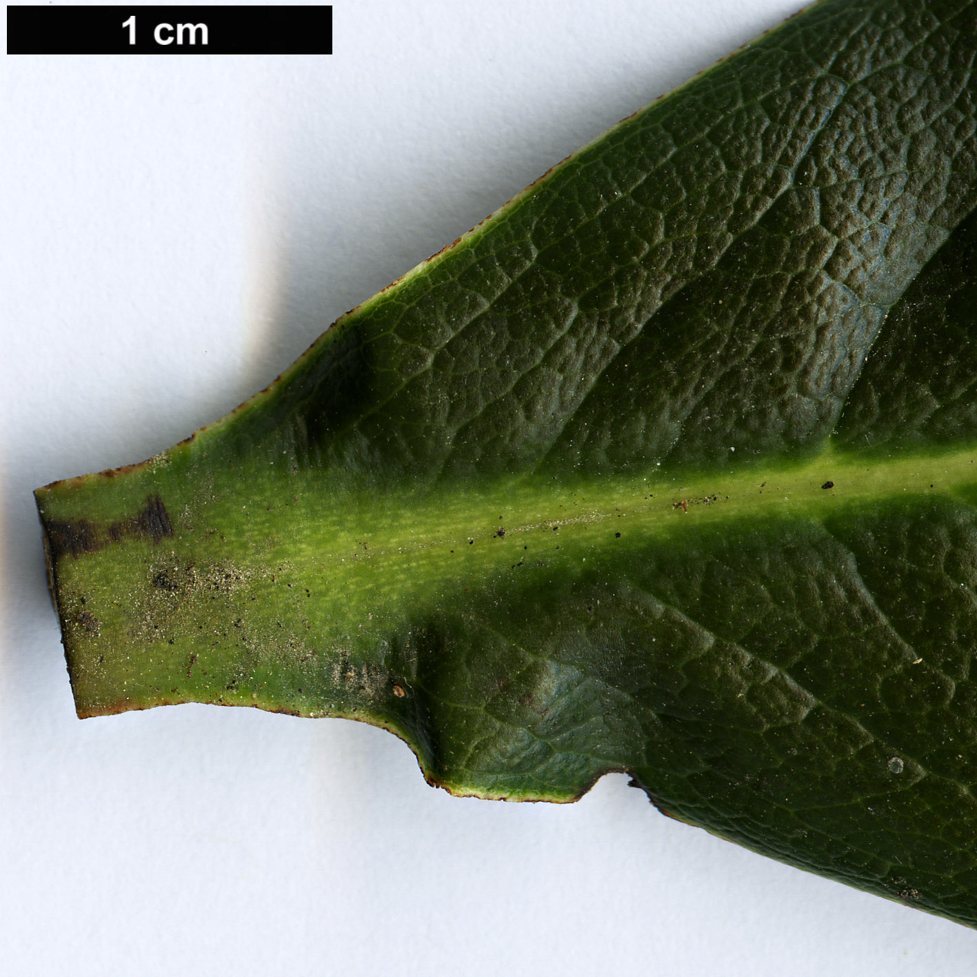 High resolution image: Family: Ericaceae - Genus: Rhododendron - Taxon: rothschildii