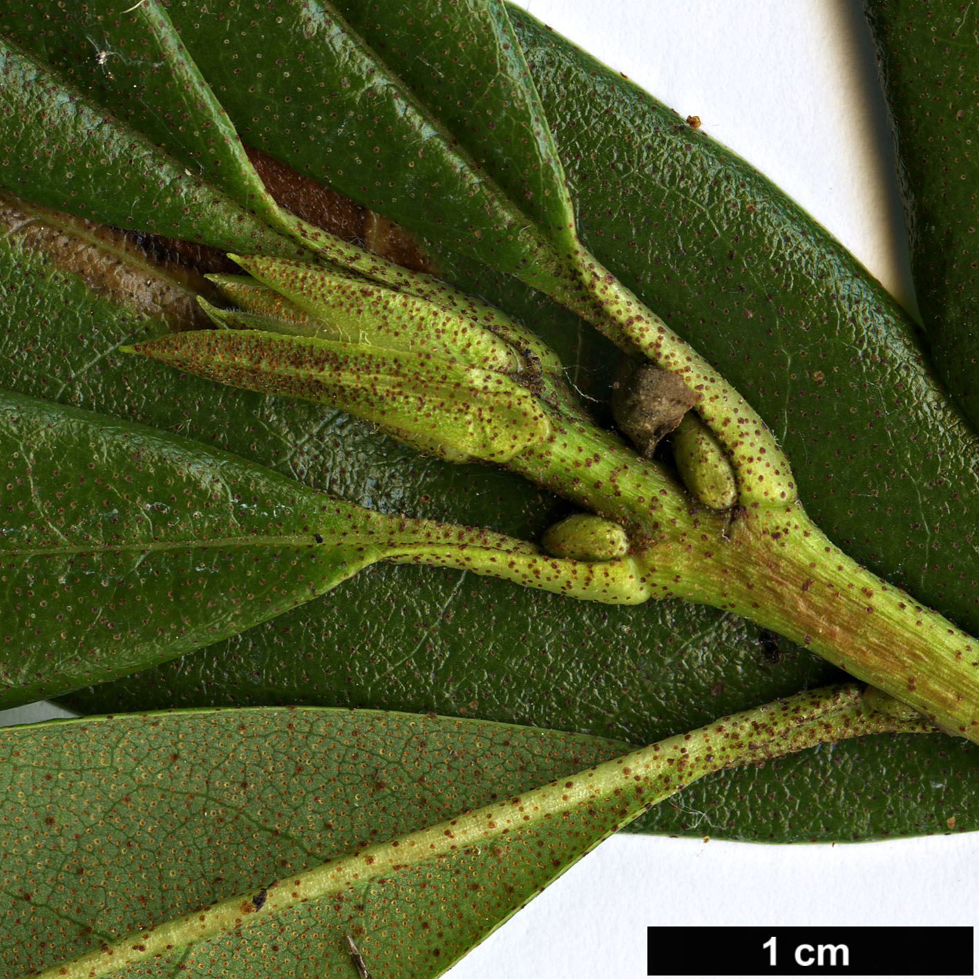 High resolution image: Family: Ericaceae - Genus: Rhododendron - Taxon: rubiginosum