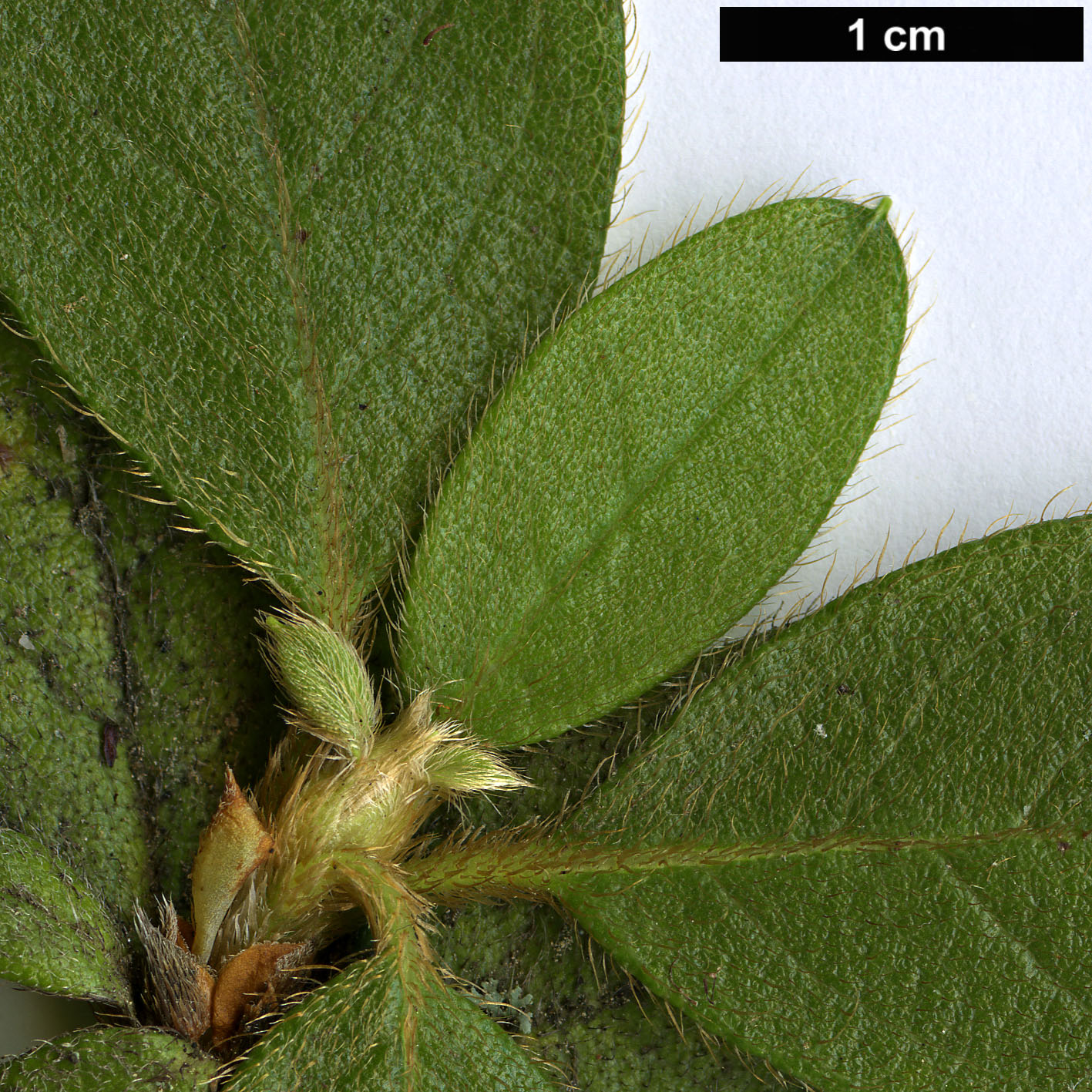 High resolution image: Family: Ericaceae - Genus: Rhododendron - Taxon: rubropilosum