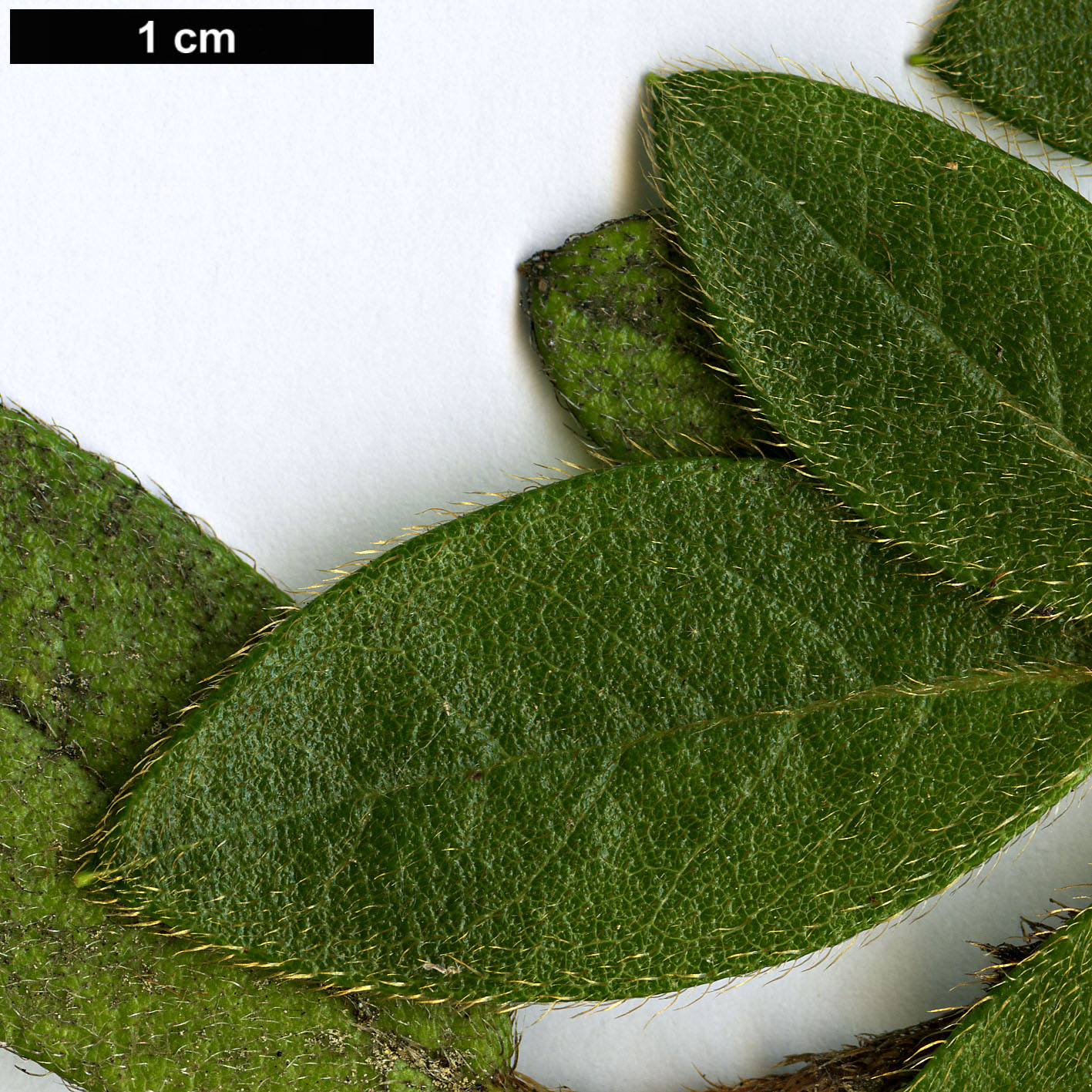 High resolution image: Family: Ericaceae - Genus: Rhododendron - Taxon: rubropilosum