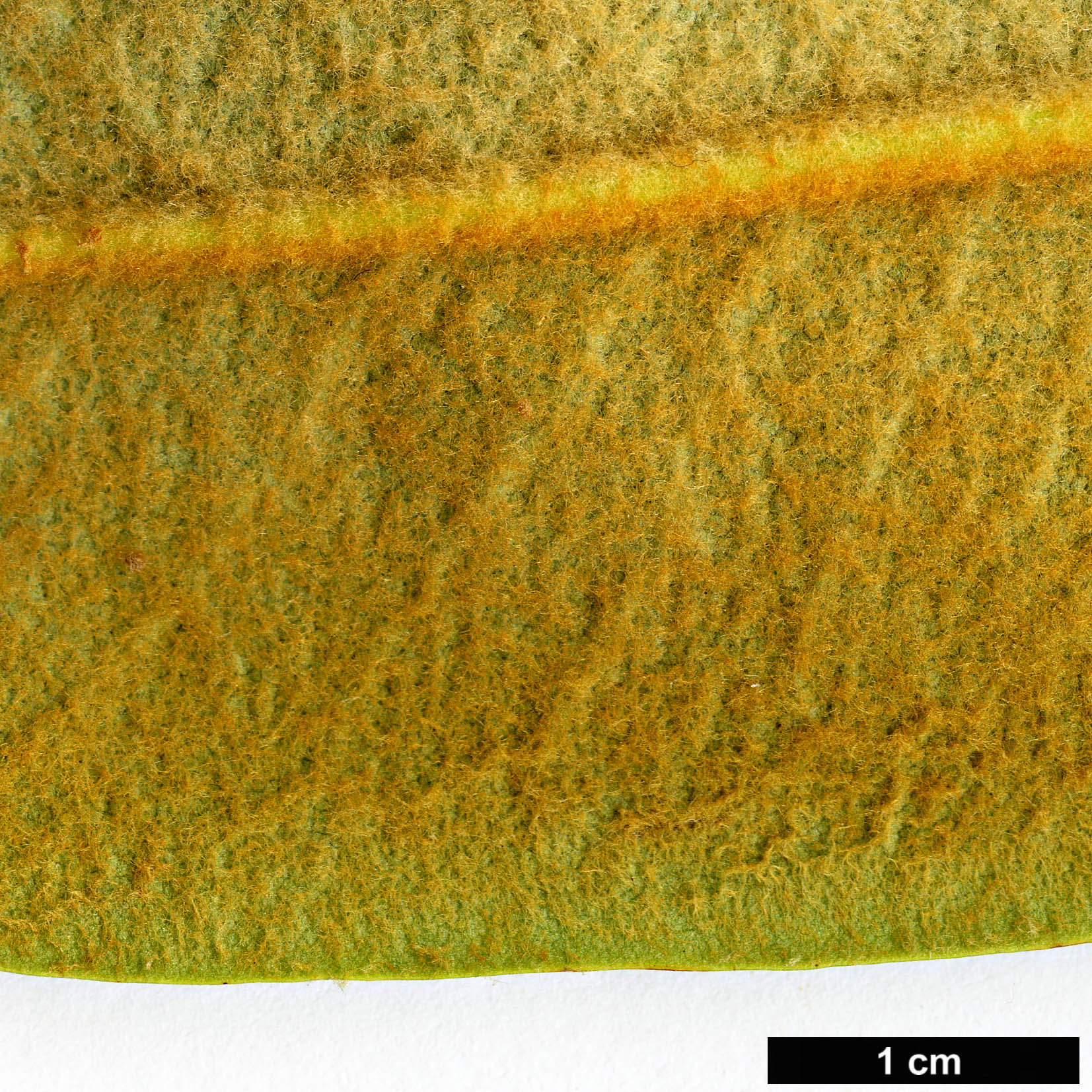 High resolution image: Family: Ericaceae - Genus: Rhododendron - Taxon: rufum